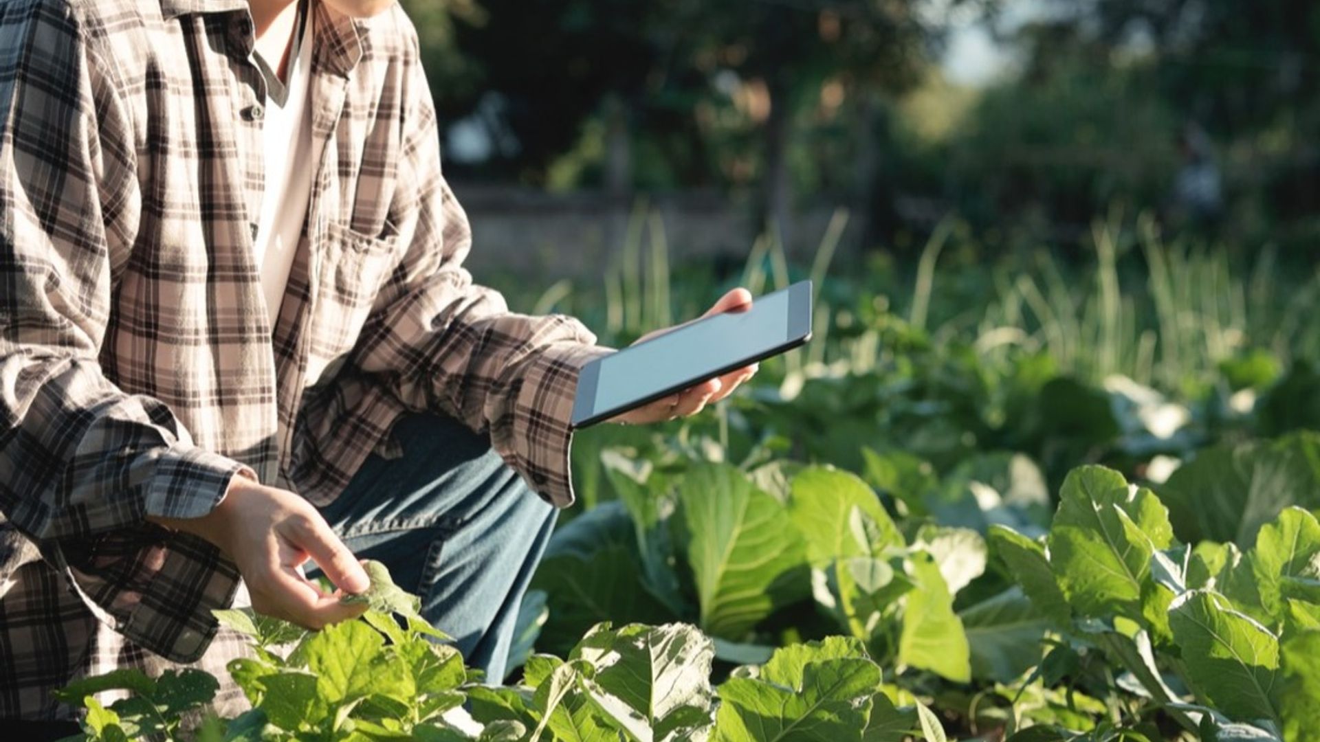 Image of a producer recording plant metrics on a tablet