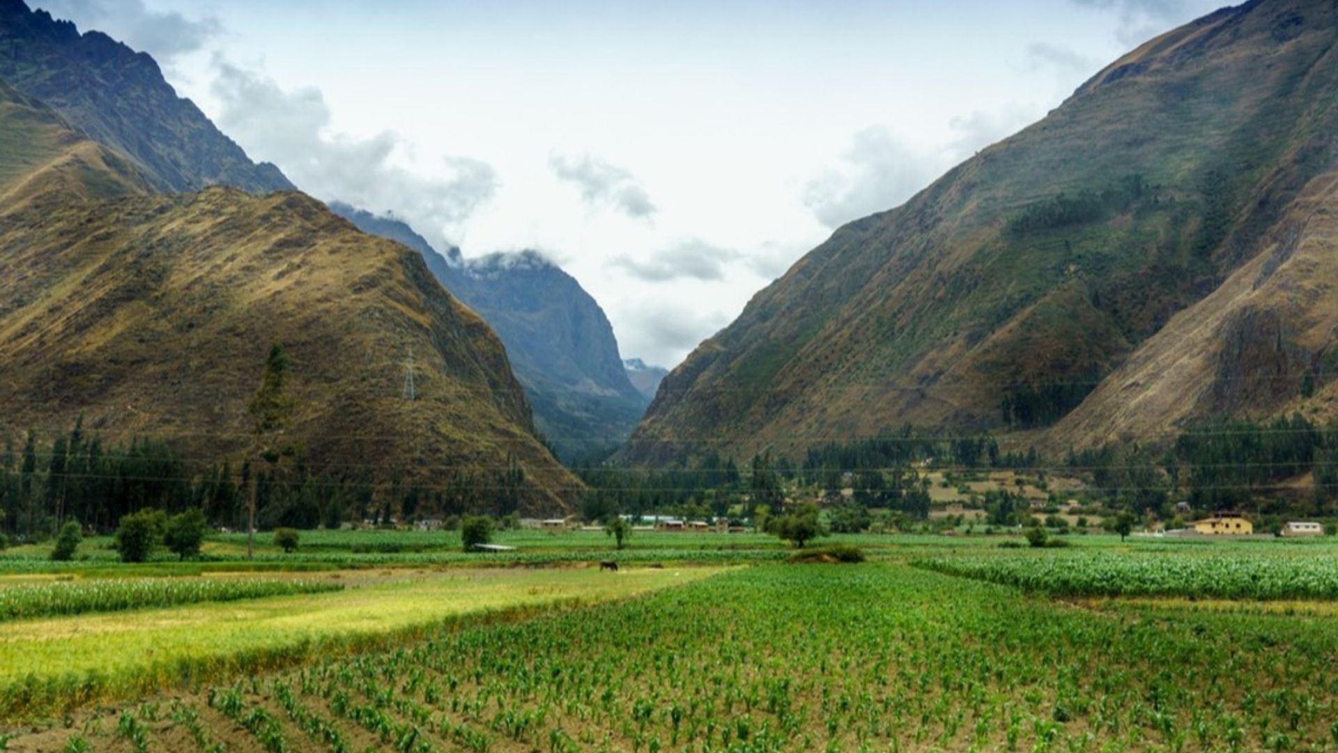 Image of an agricultural field in Peru
