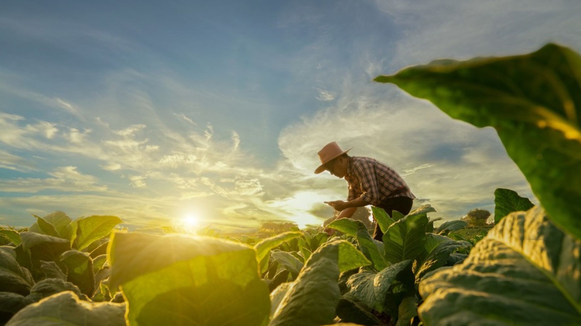 Image of a producer working in a field at sunrise