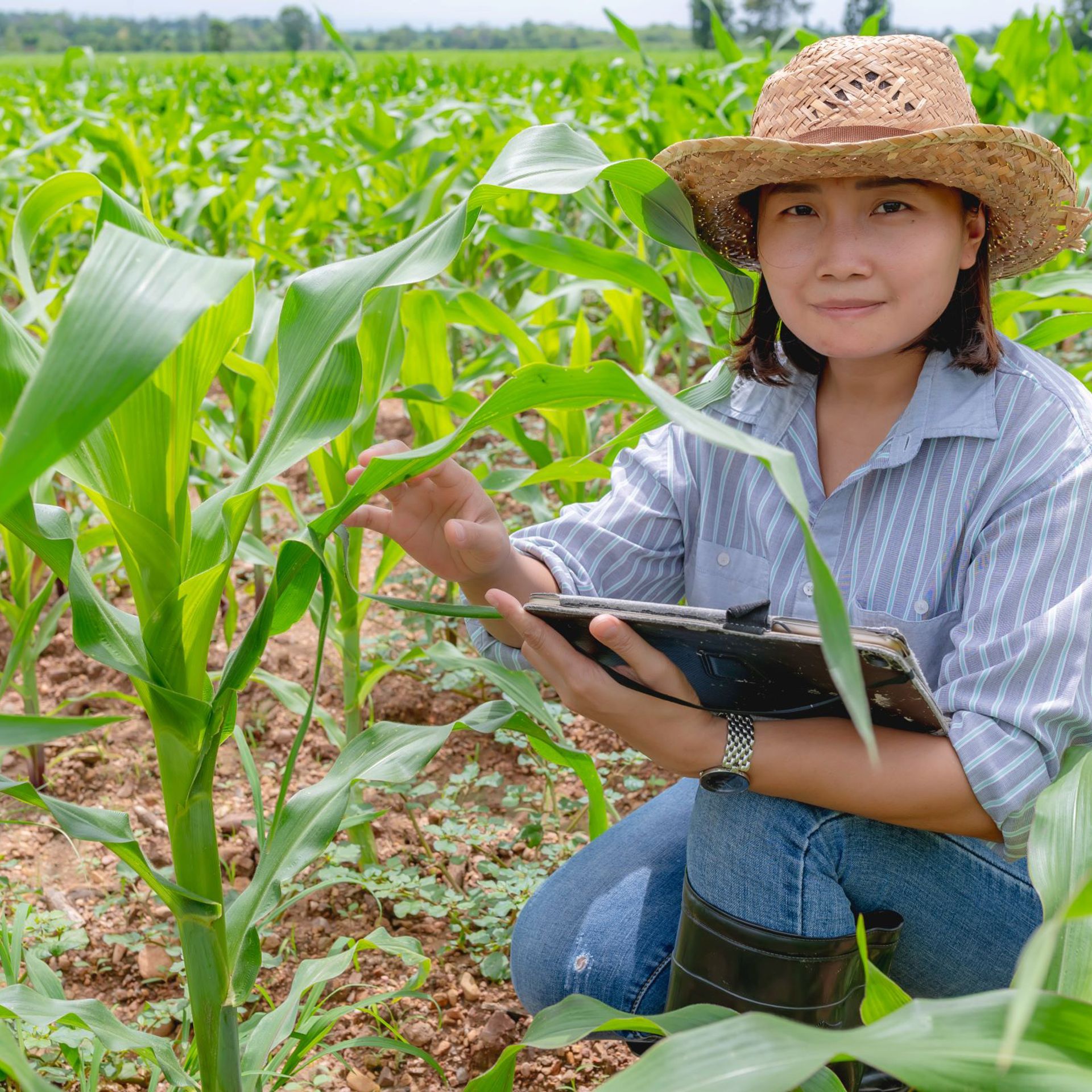 Certification body with a tablet in a corn field