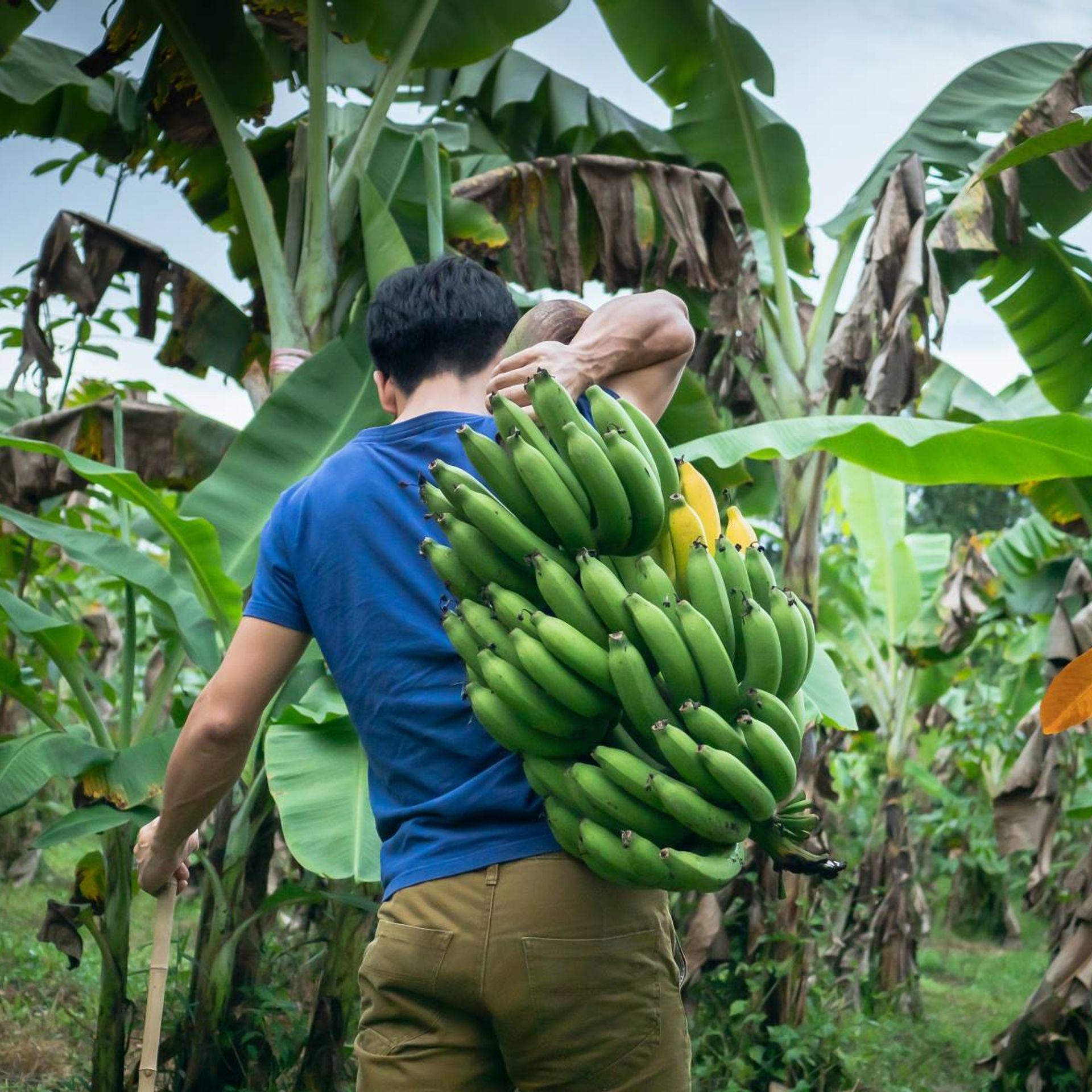 Image of farm workers on a banana plantation