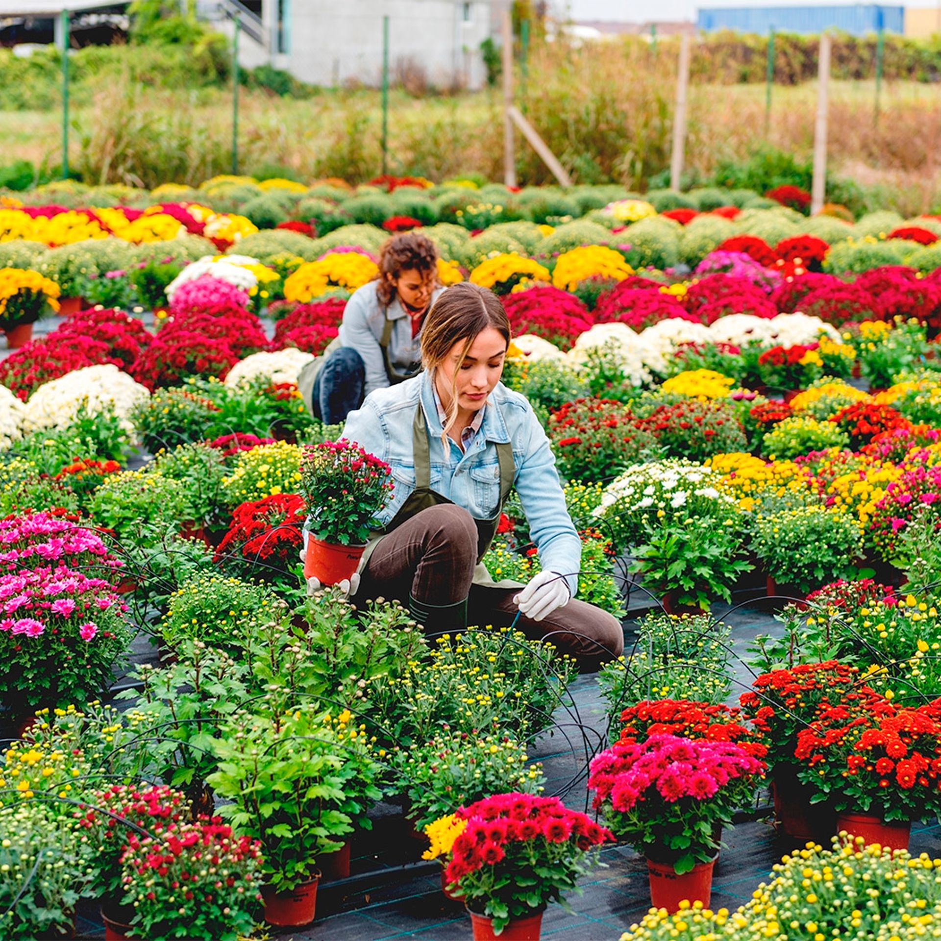 Image of flower and ornamental producers in a field