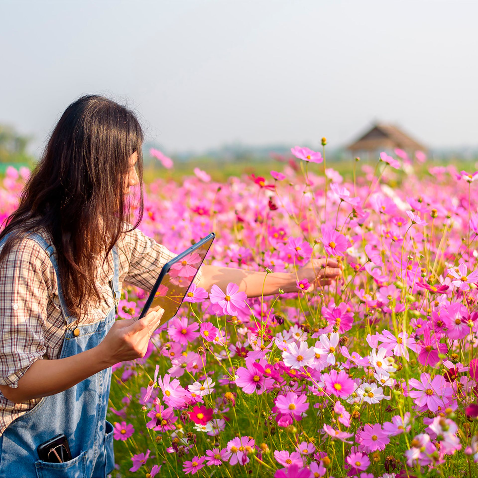 Image of a certification body auditor inspecting flower production in a field