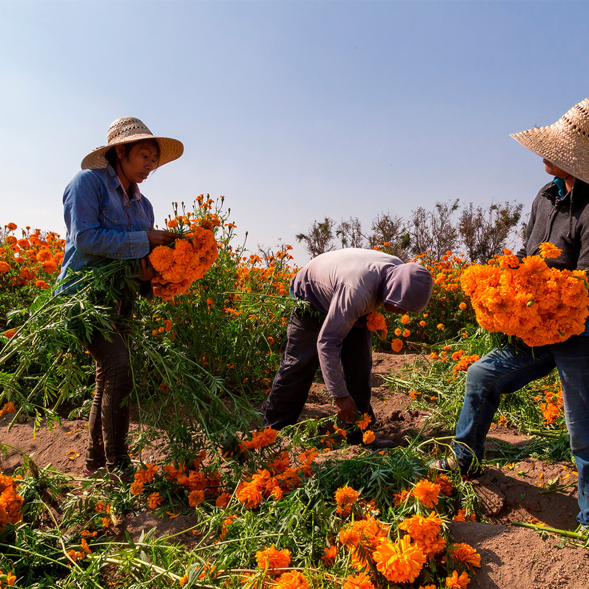 Image of farm workers harvesting flowers in a field