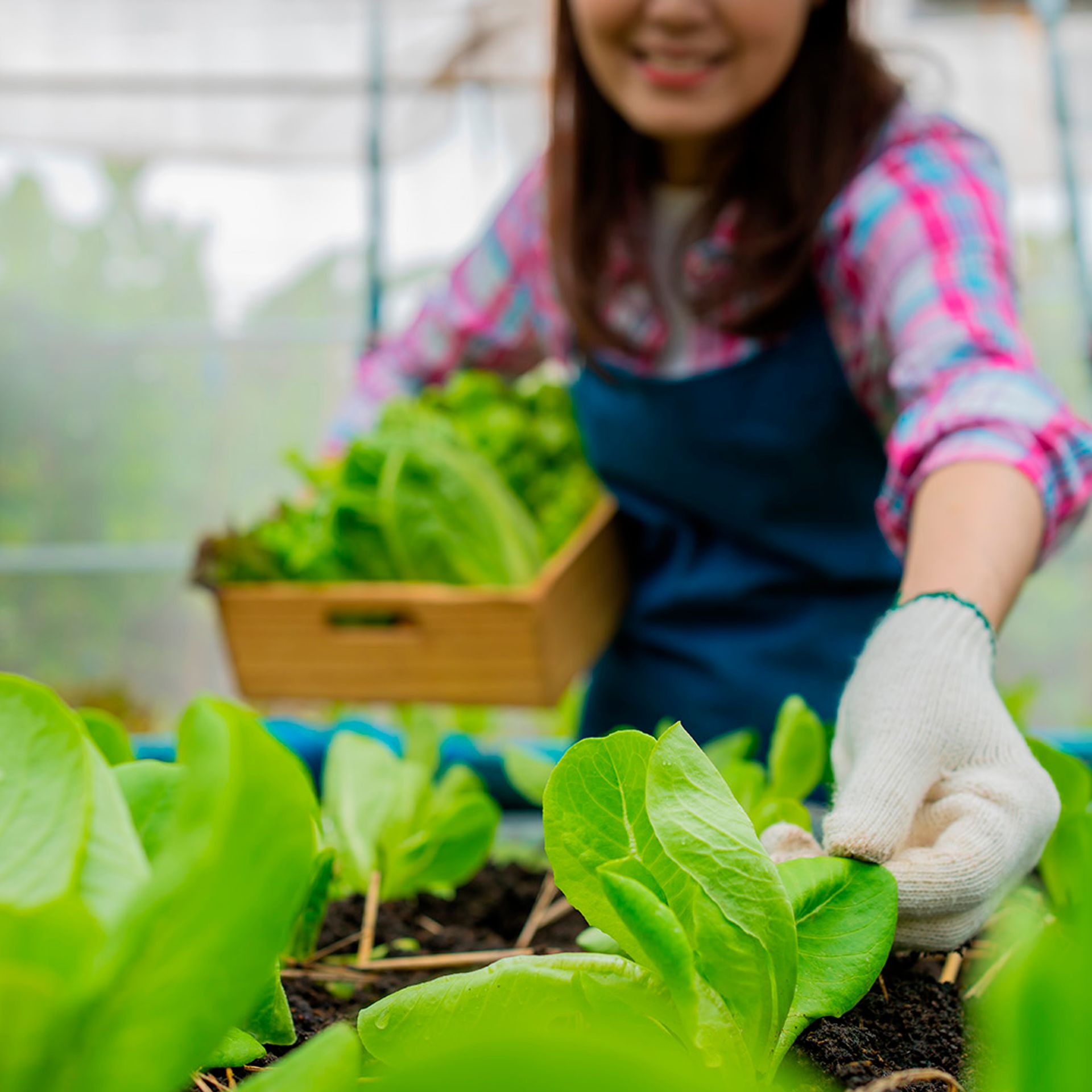 Image of a producer harvesting lettuce plants