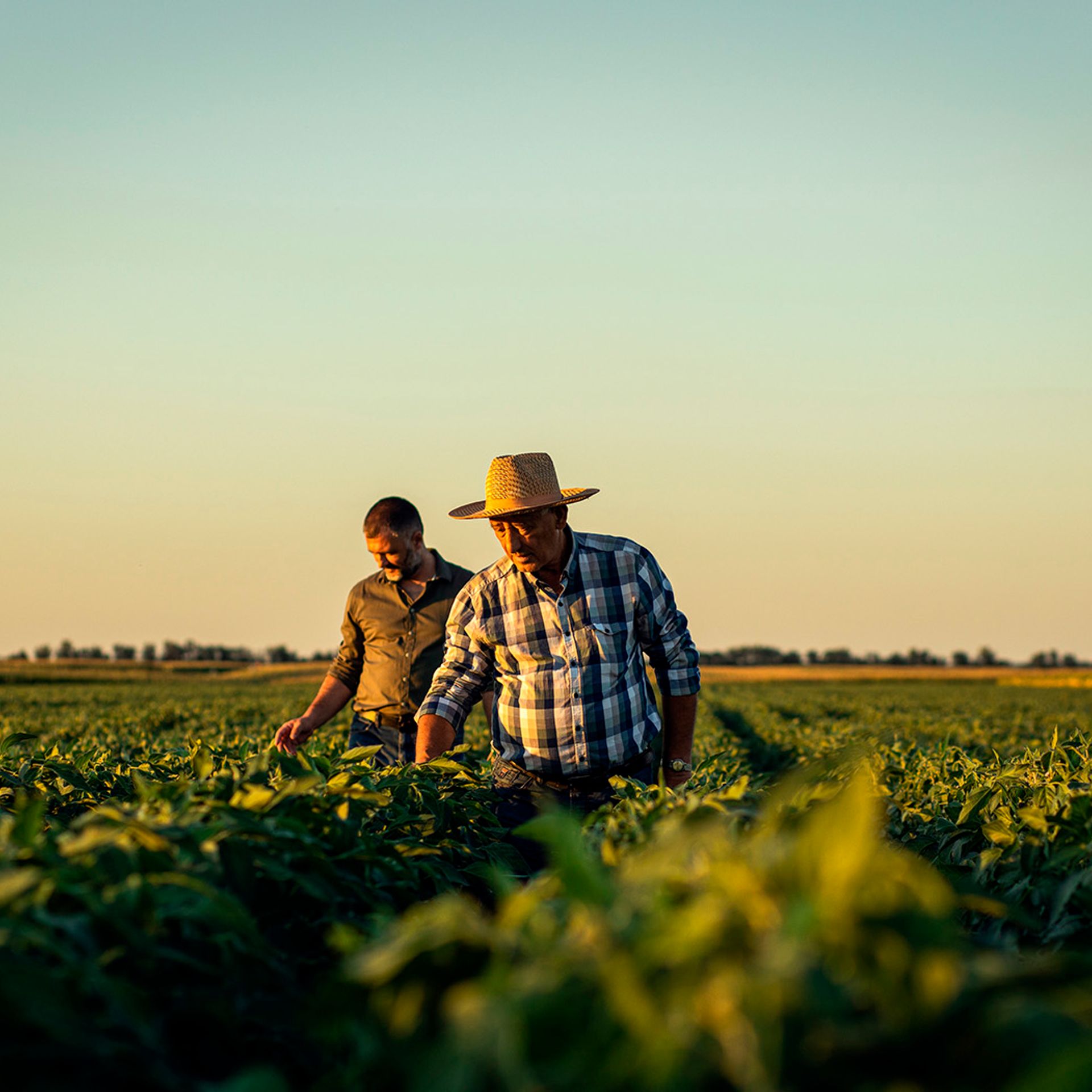 Image of two farmers in a field at sunset examining a soybean crop