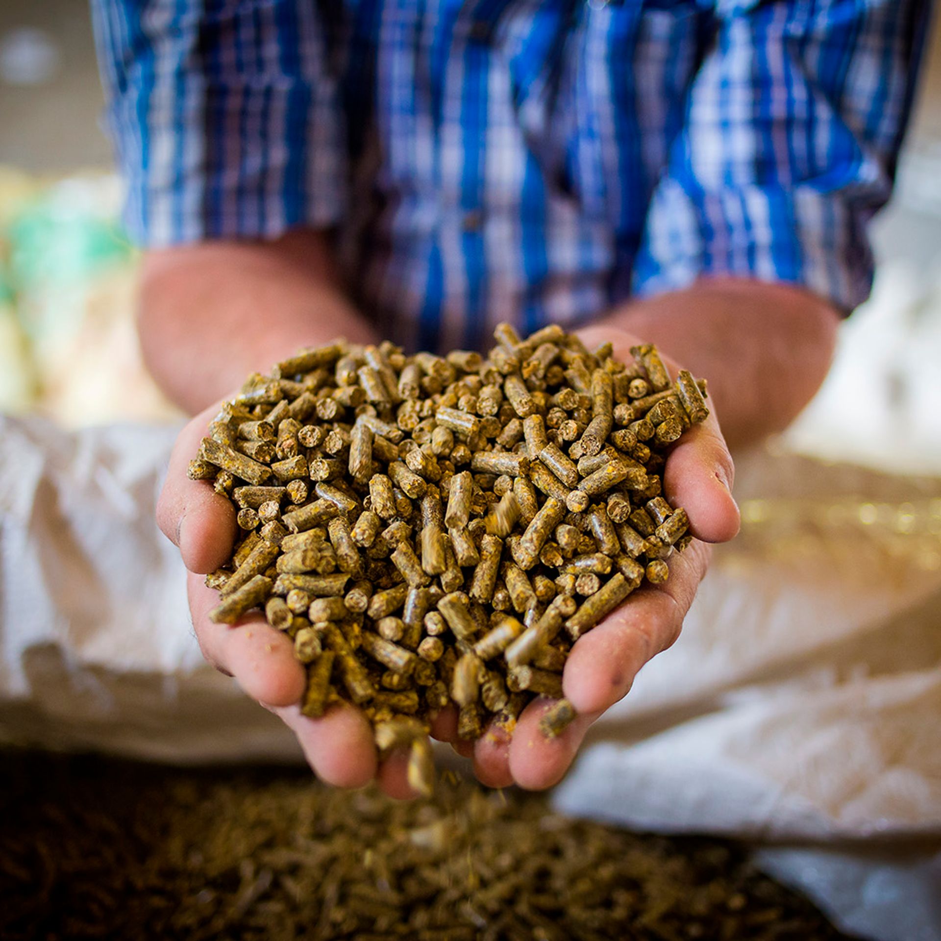 Image of a compound feed manufacturer holding a sample of finished feed
