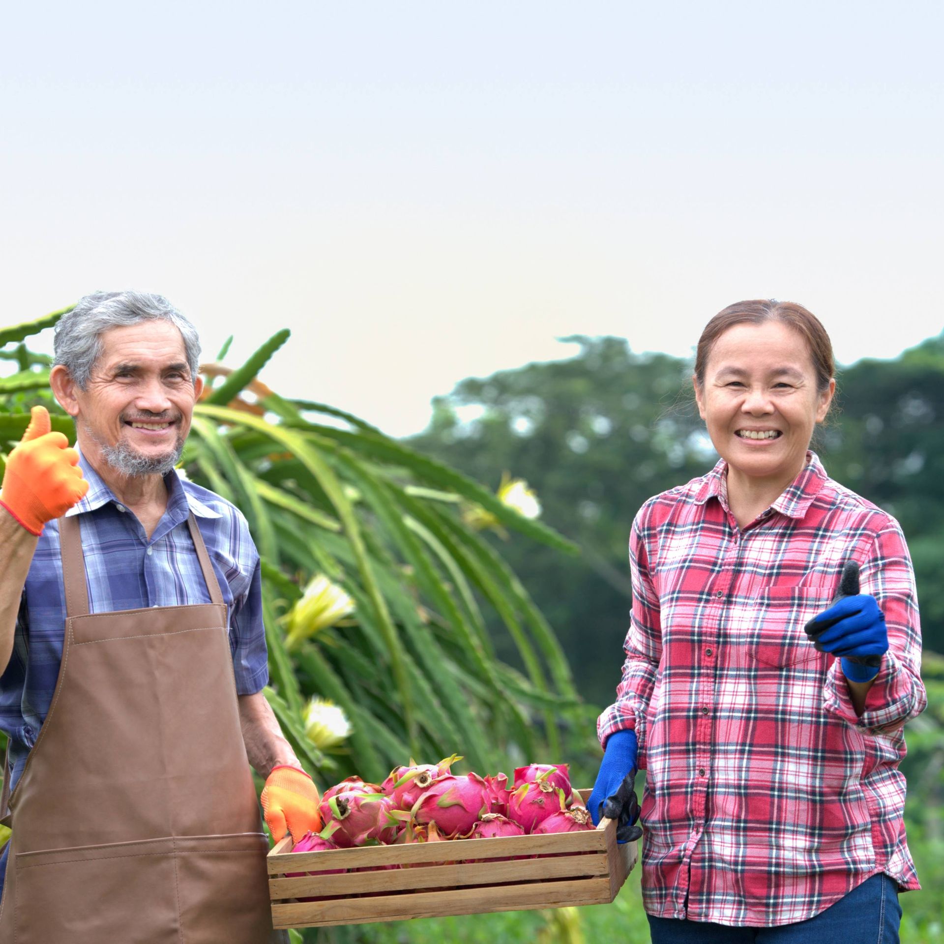 Image of two smallholder producers harvesting fruit