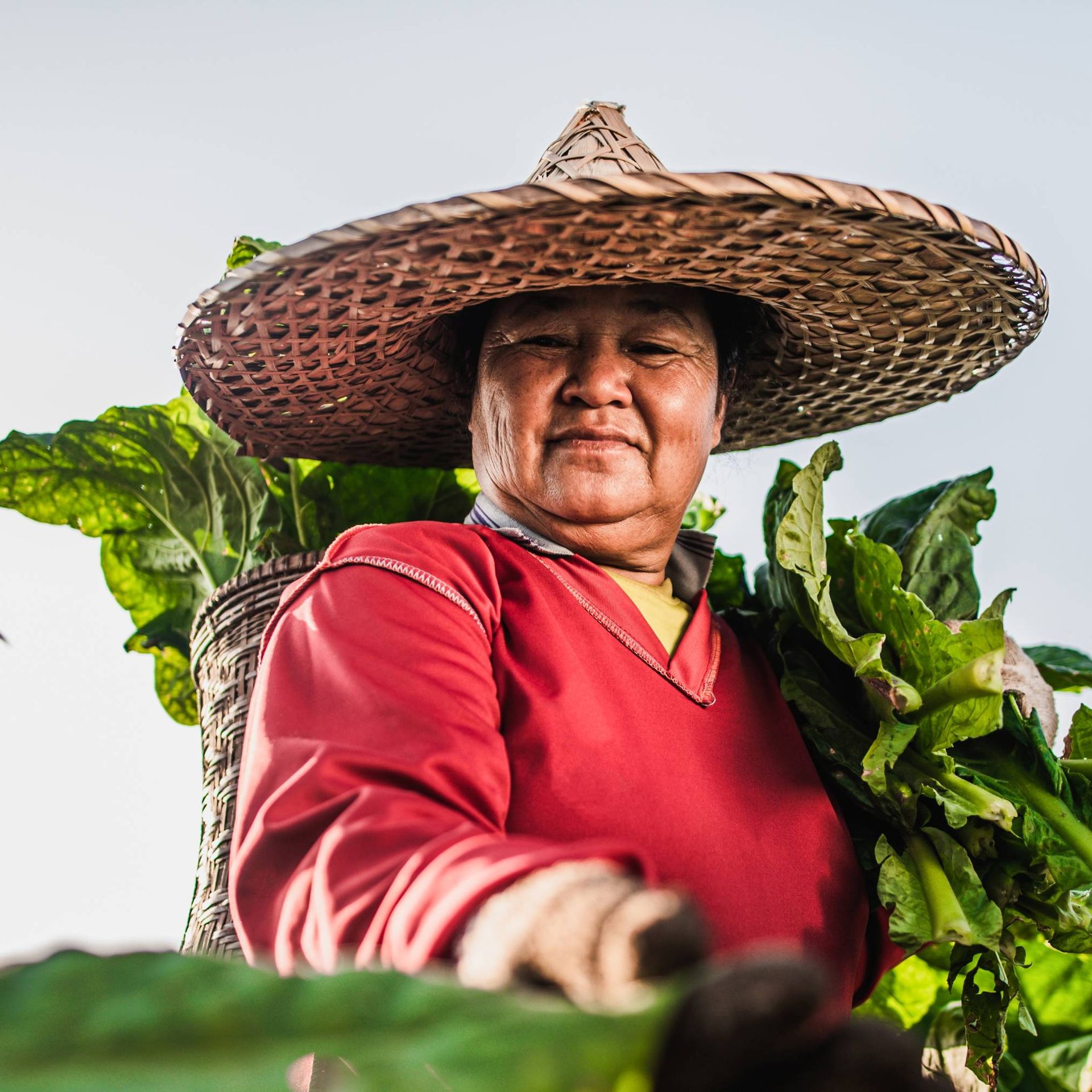 Image of a smallholder producer harvesting vegetables