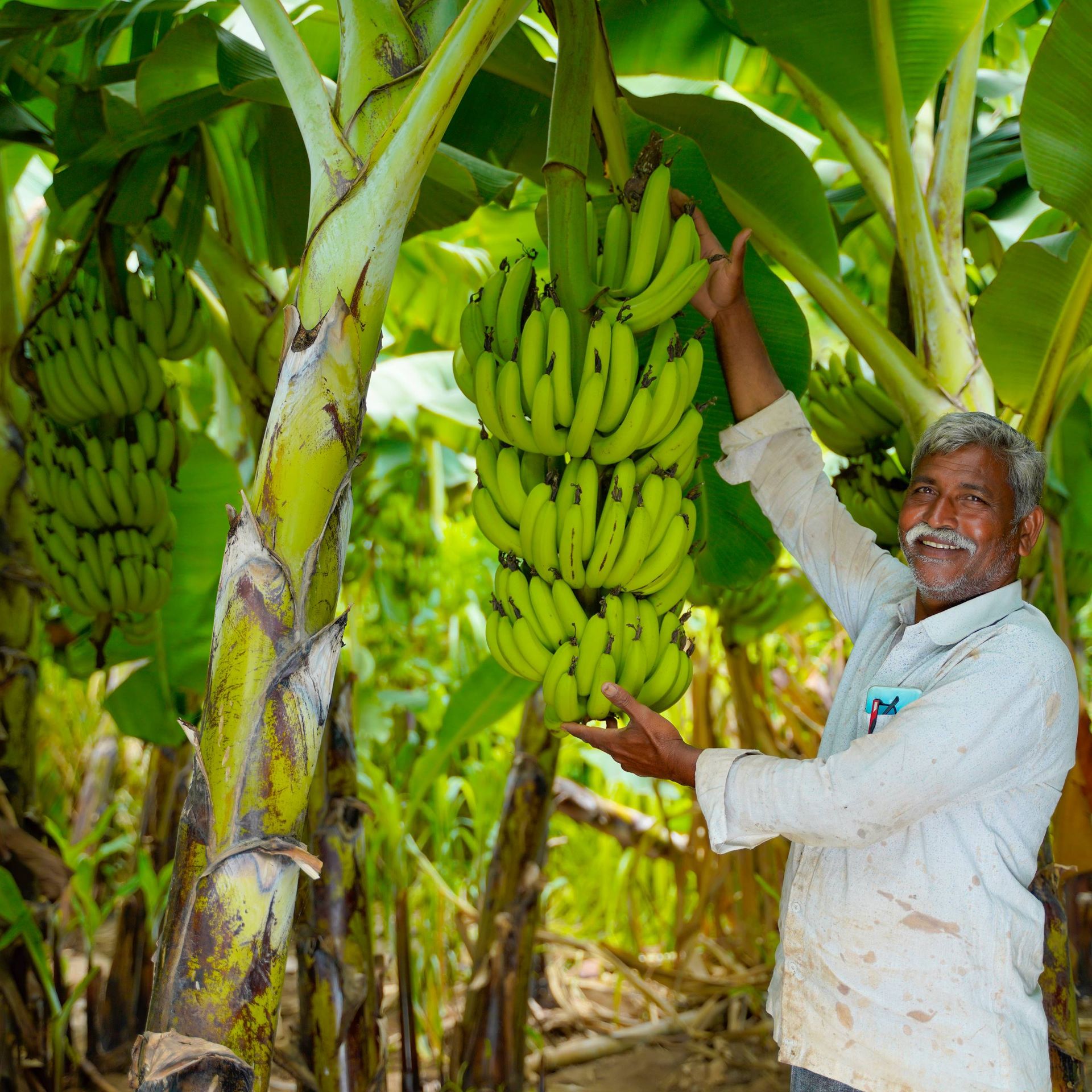 Image of a banana producer displaying produce on his farm in India