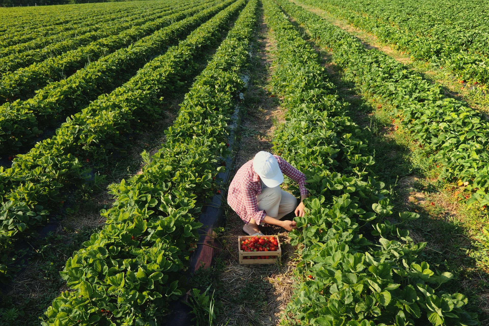Image of a producer harvesting berries in a field