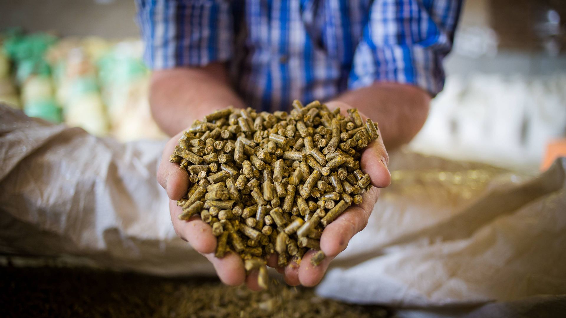Image of a manufacturer at a feed mill holding compound feed for animals in his hands 