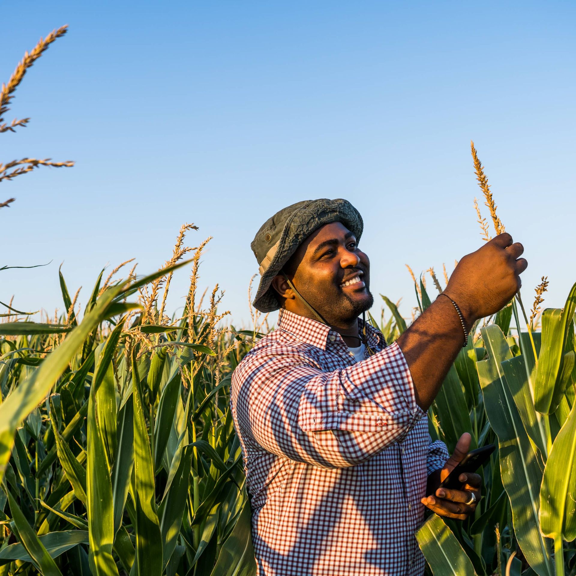 Image of a producer standing in a corn field