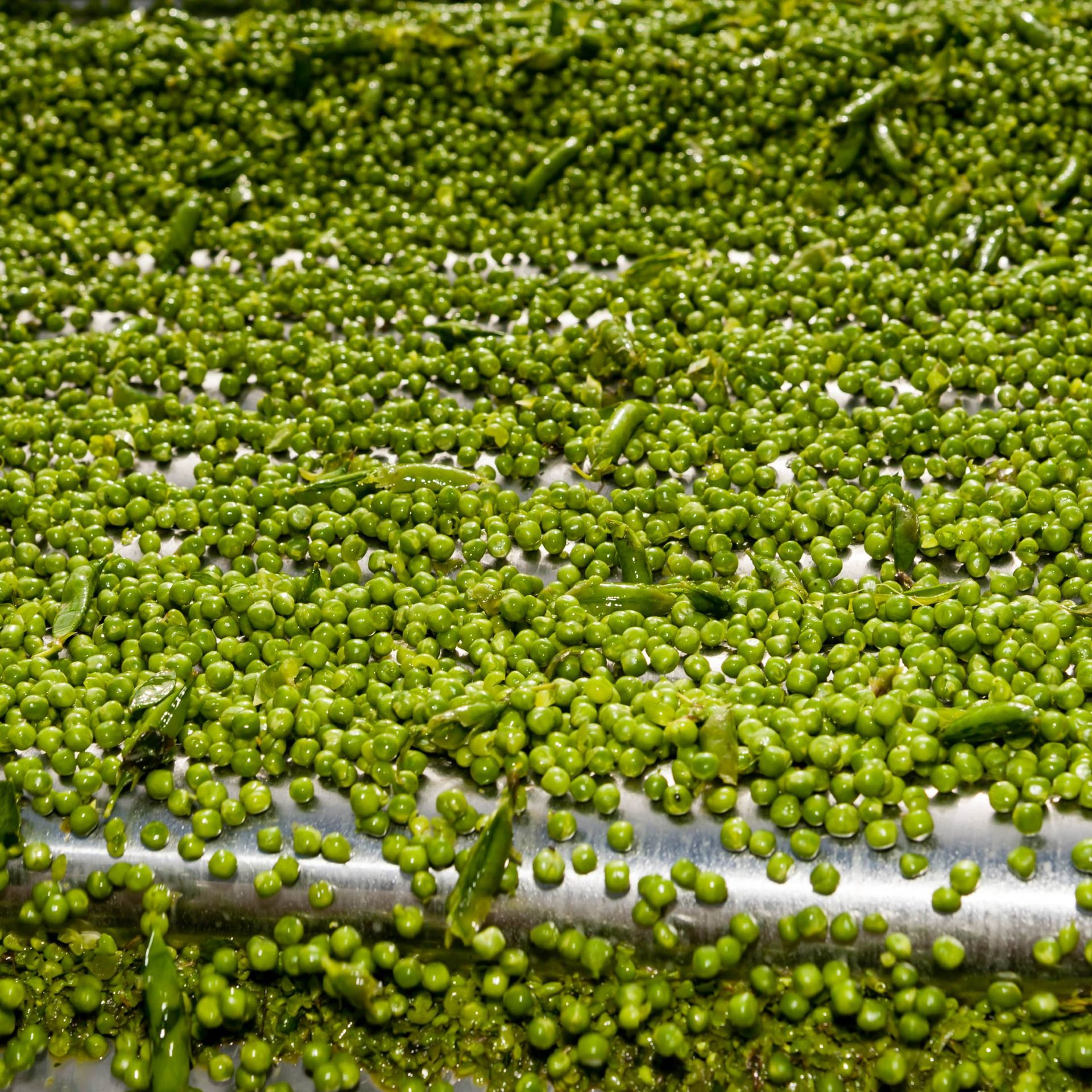 Image of peas on a production line before processing 