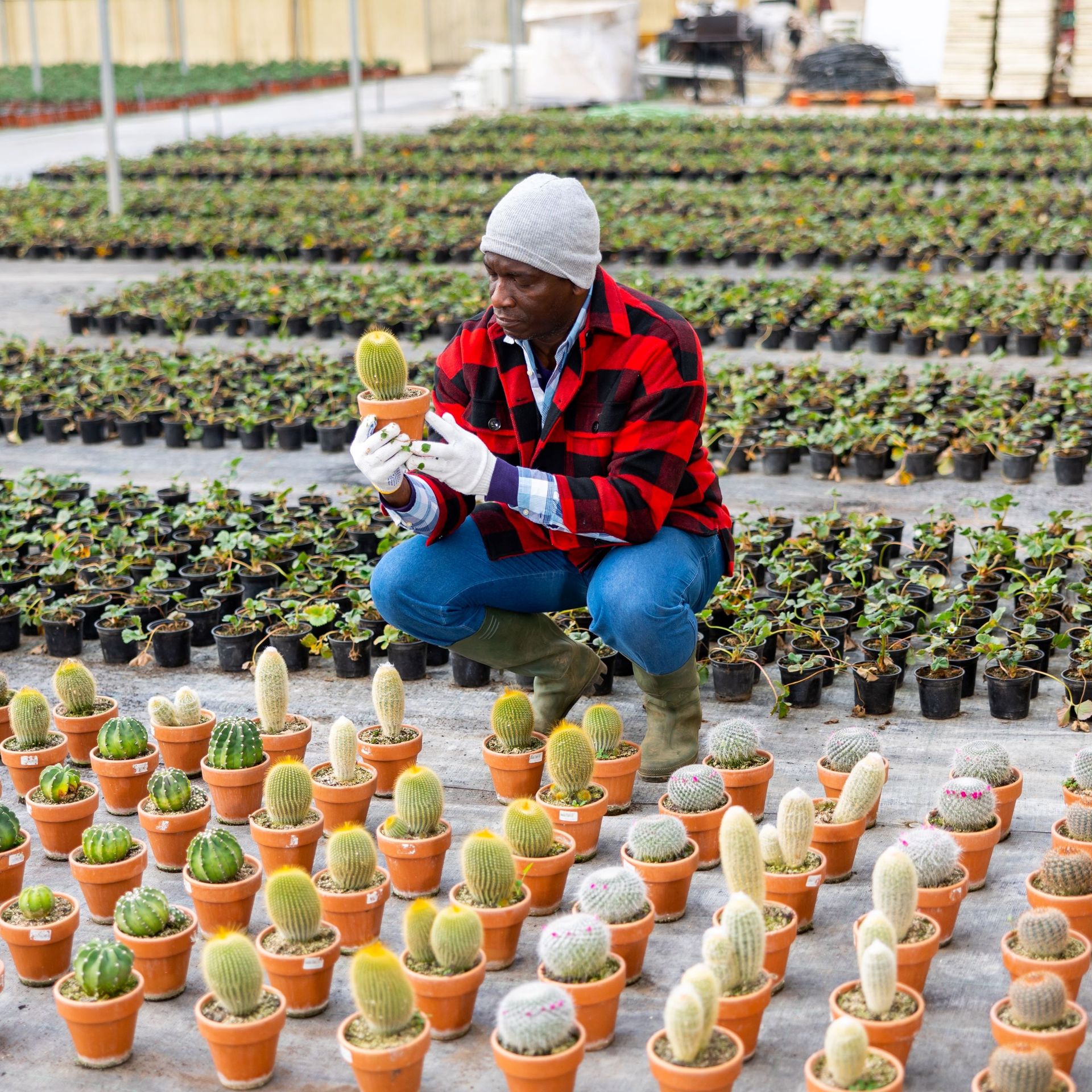 Image of a worker checking cactus pots on a floriculture farm