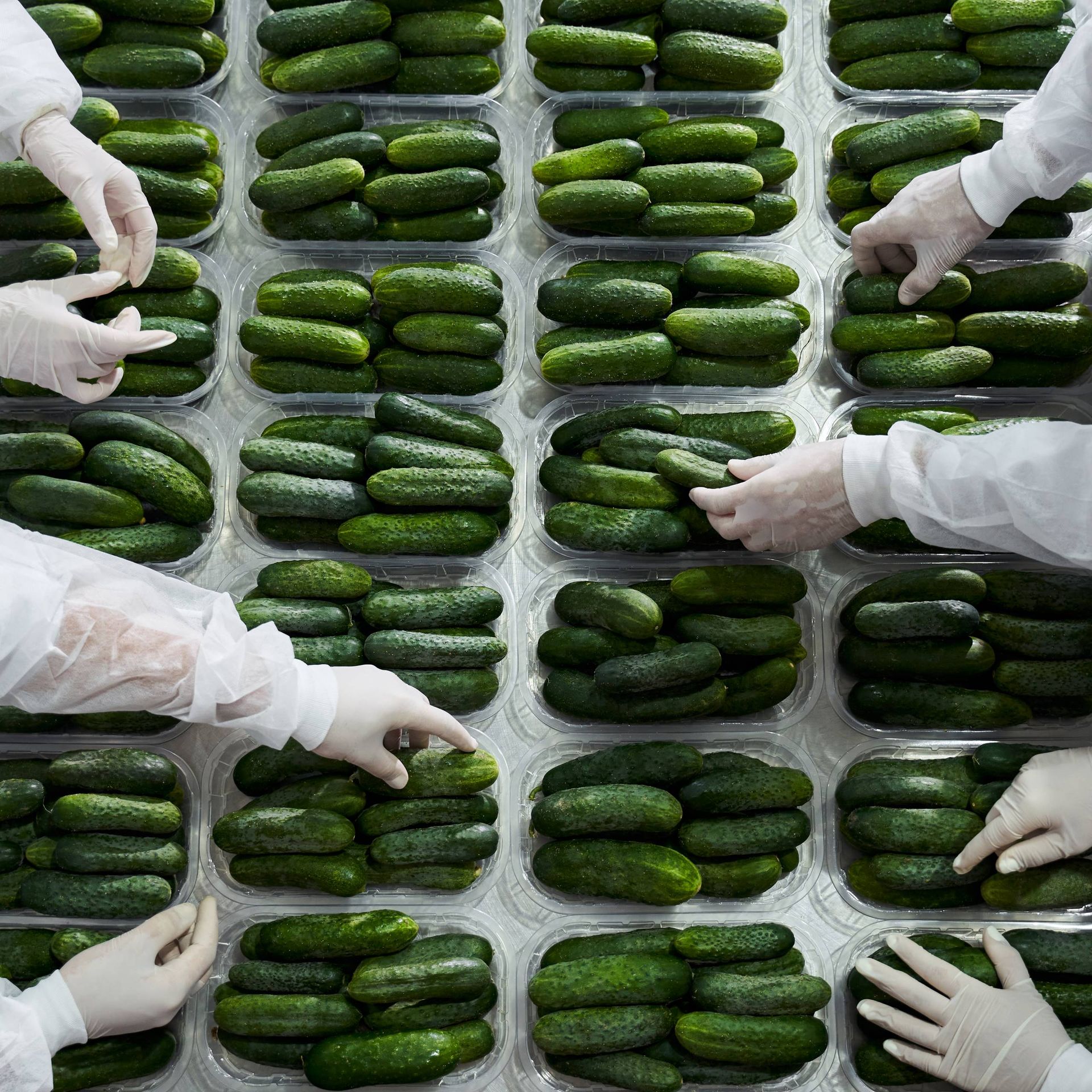 Image of a packing house preparing cucumbers for transport