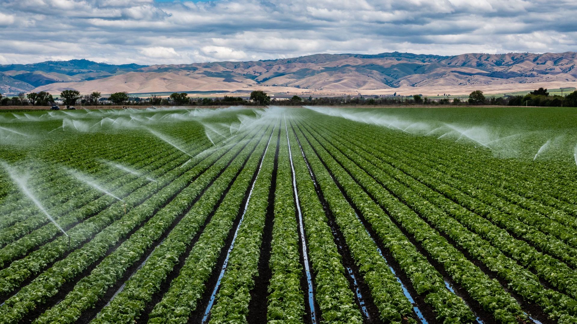 Image of a large-scale vegetable farm during irrigation