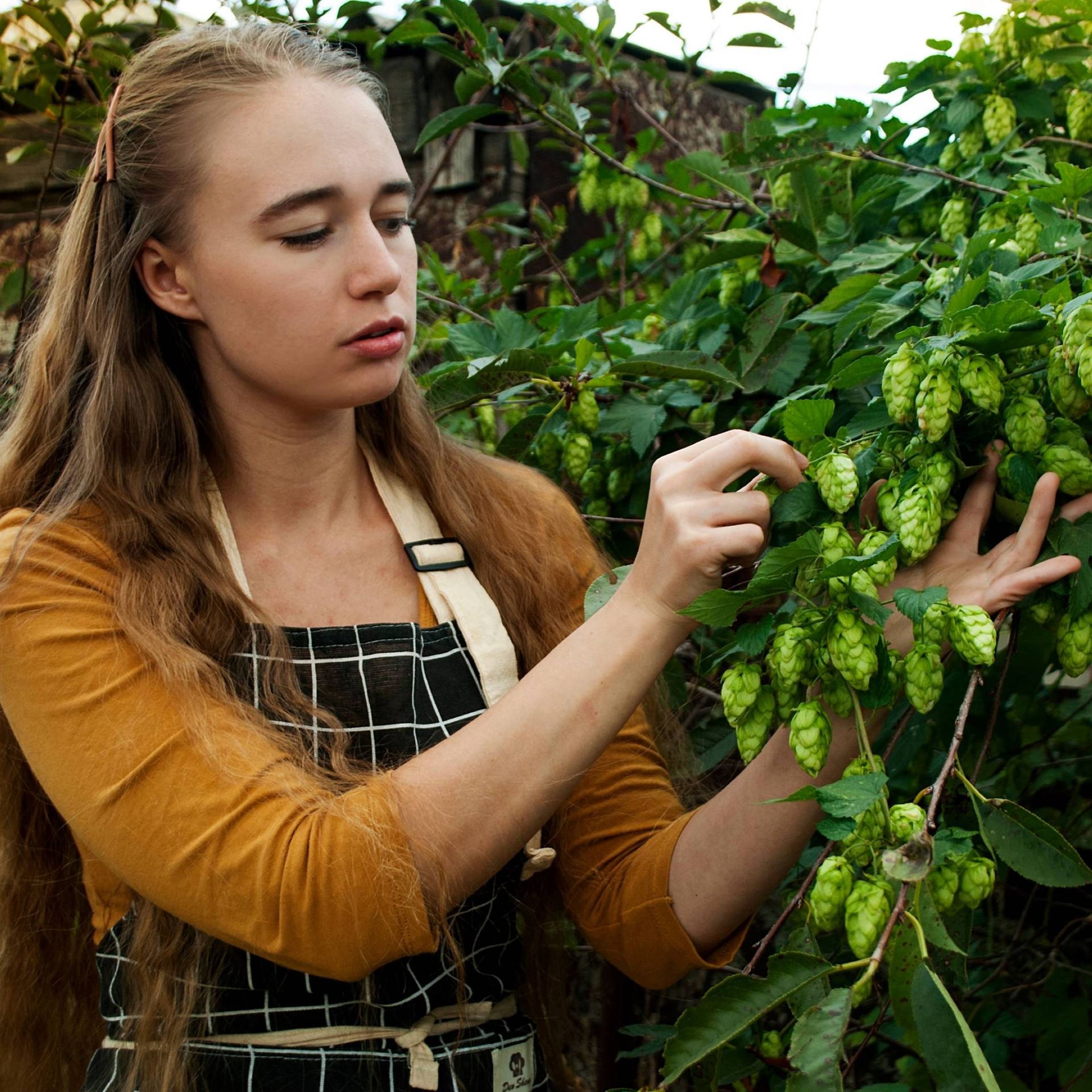 Image of a farm worker harvesting hops