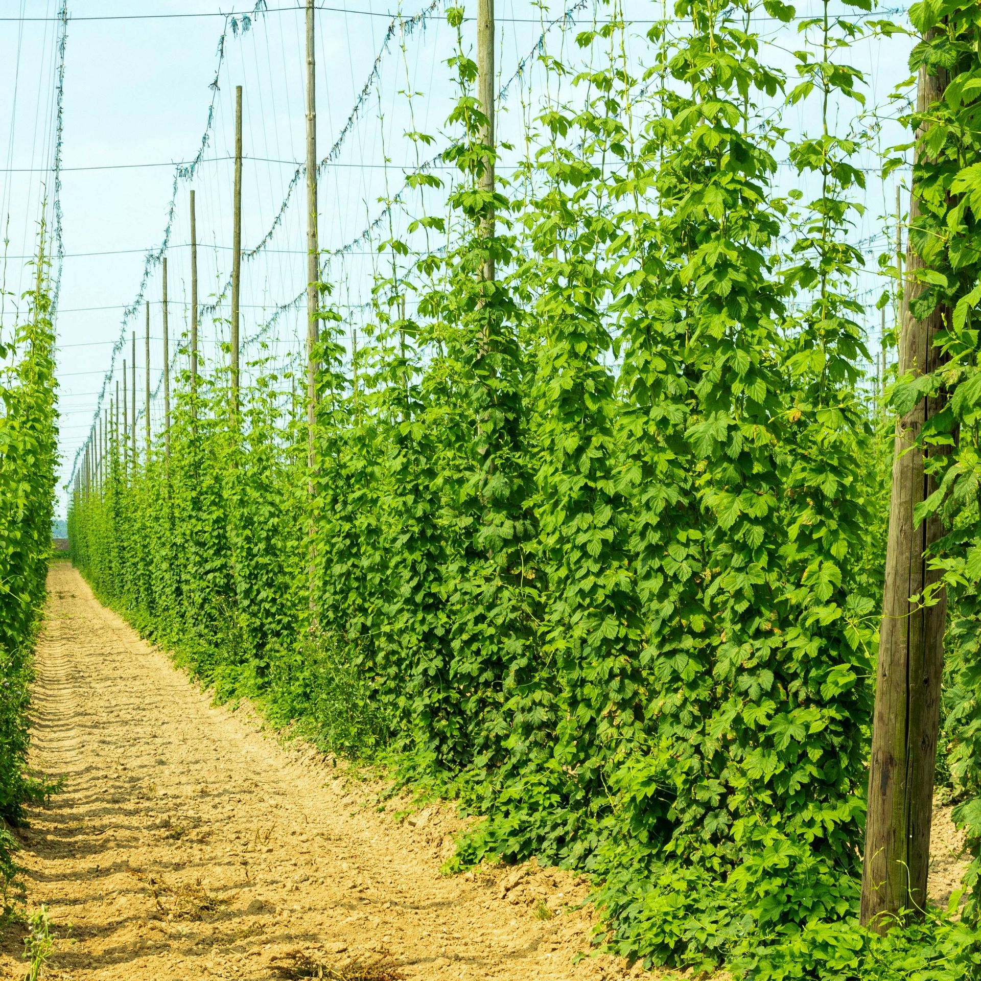 Image of a hop field