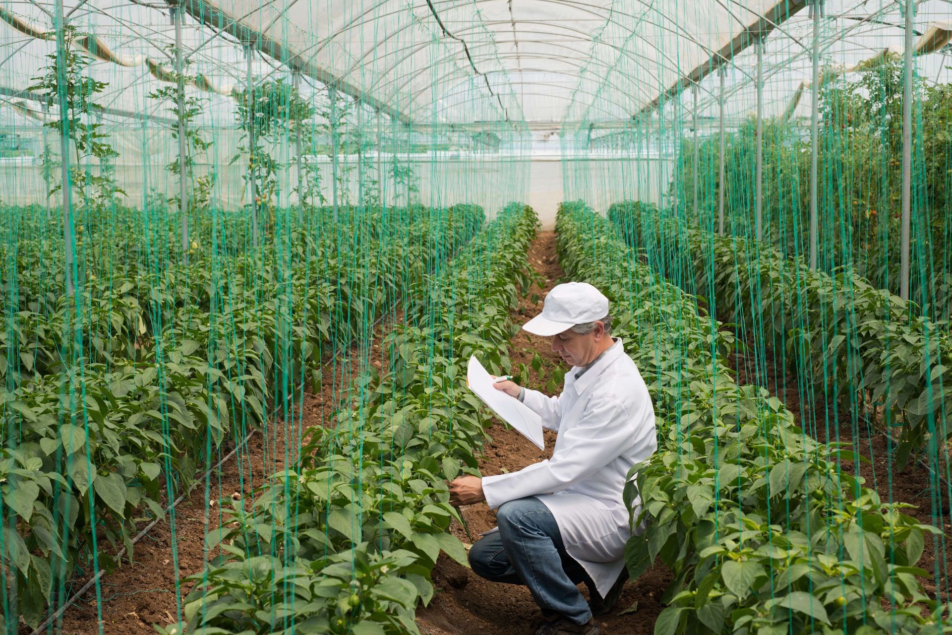 Image of a farm worker analyzing plant health in a polytunnel