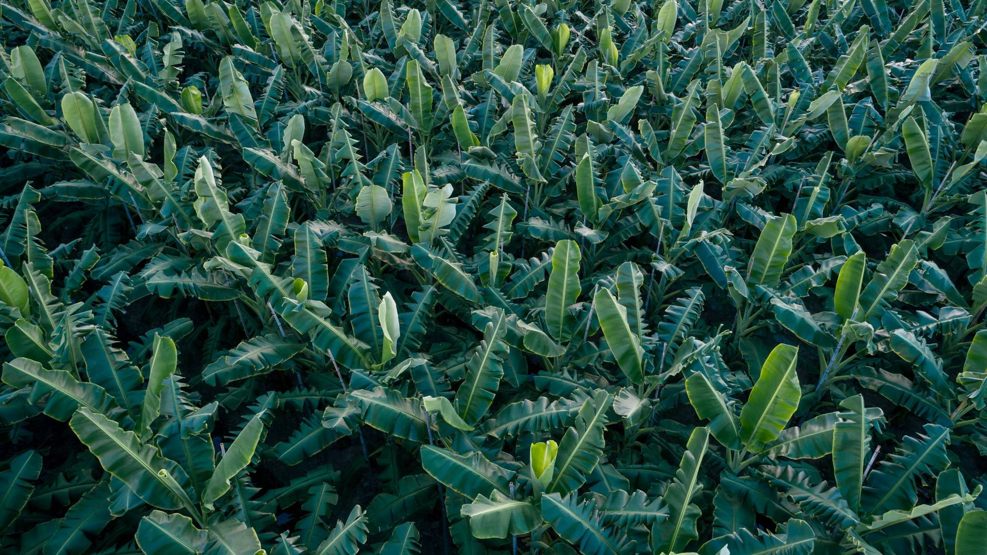 Image of a banana plantation