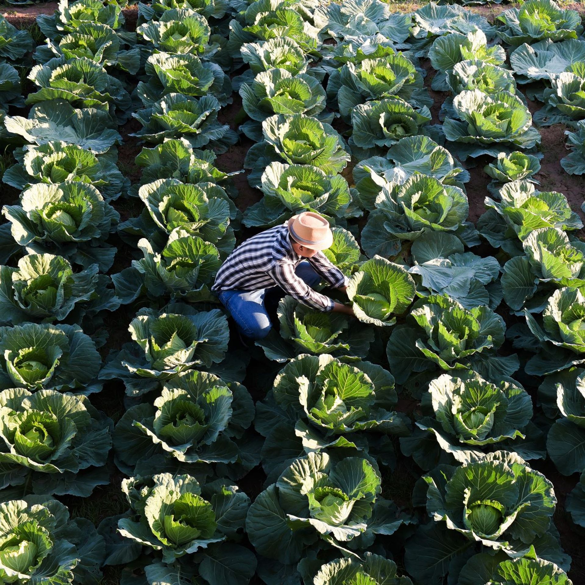 Image of a producer harvesting cabbages on a vegetable farm