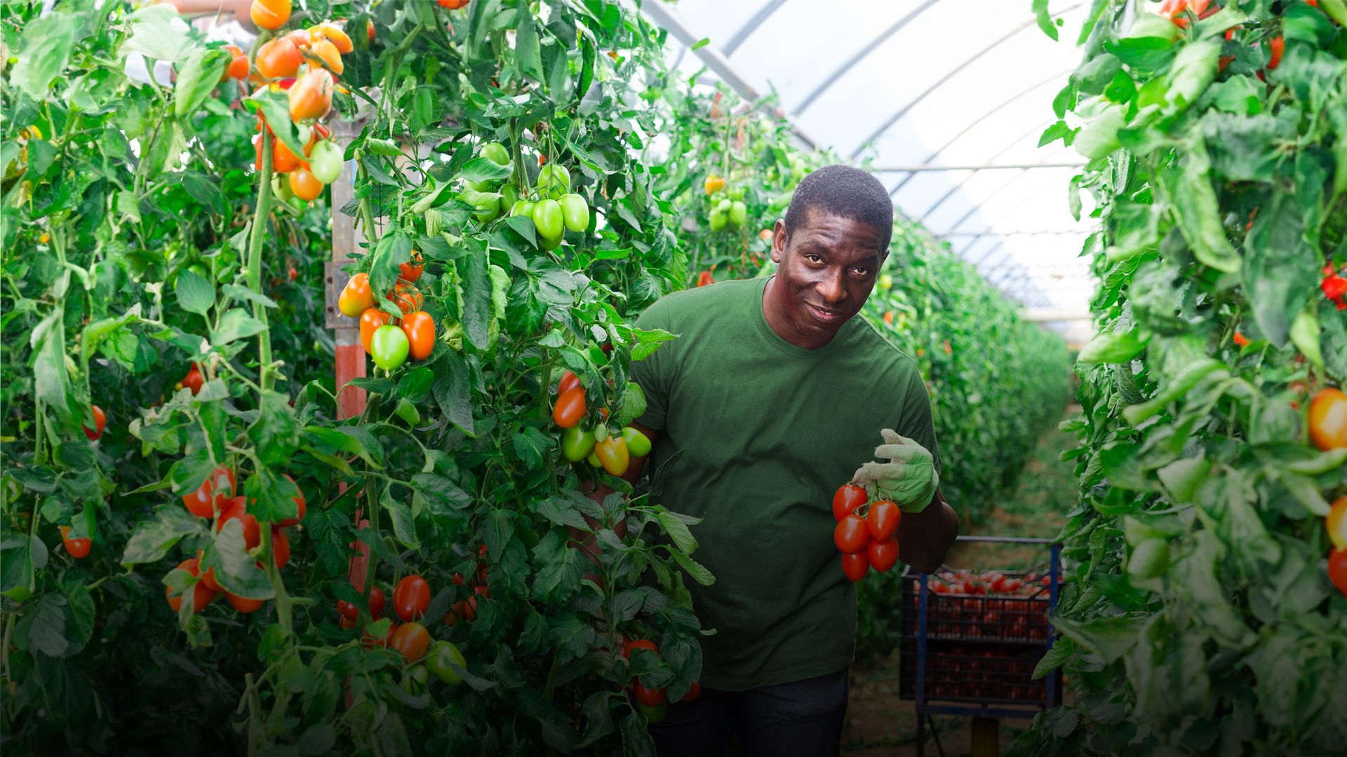 Image of a fruit and vegetable producer checking tomatoes in a greenhouse 