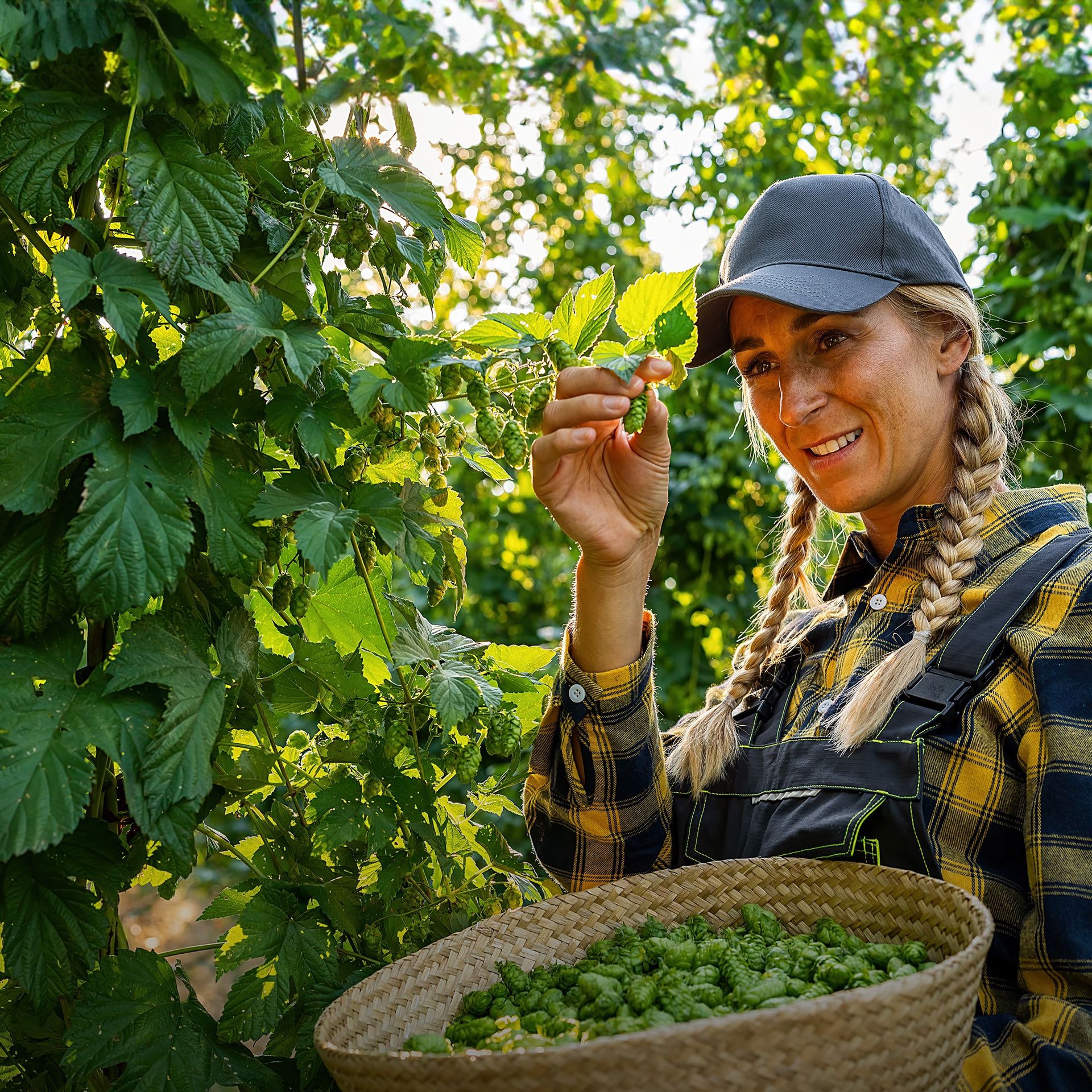 Image of a producer checking and harvesting hops in the field