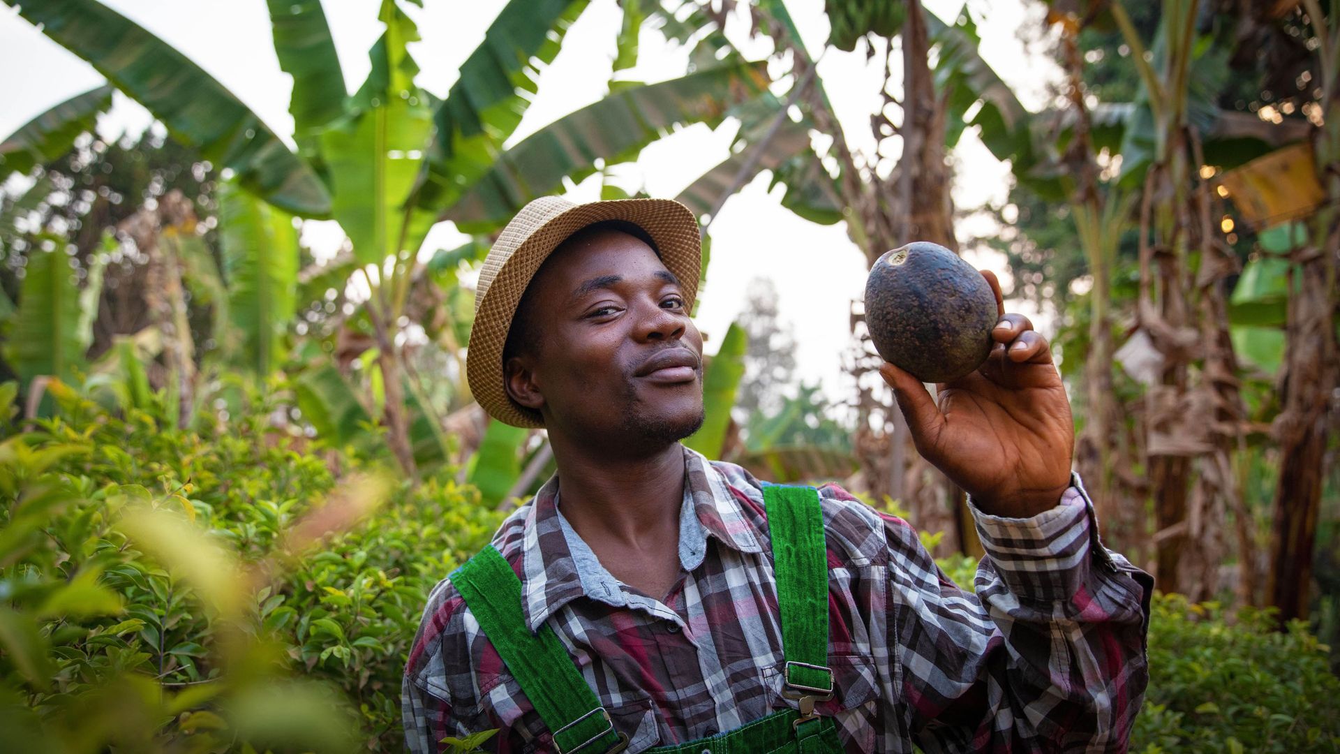 Image of an avocado producer displaying his produce 