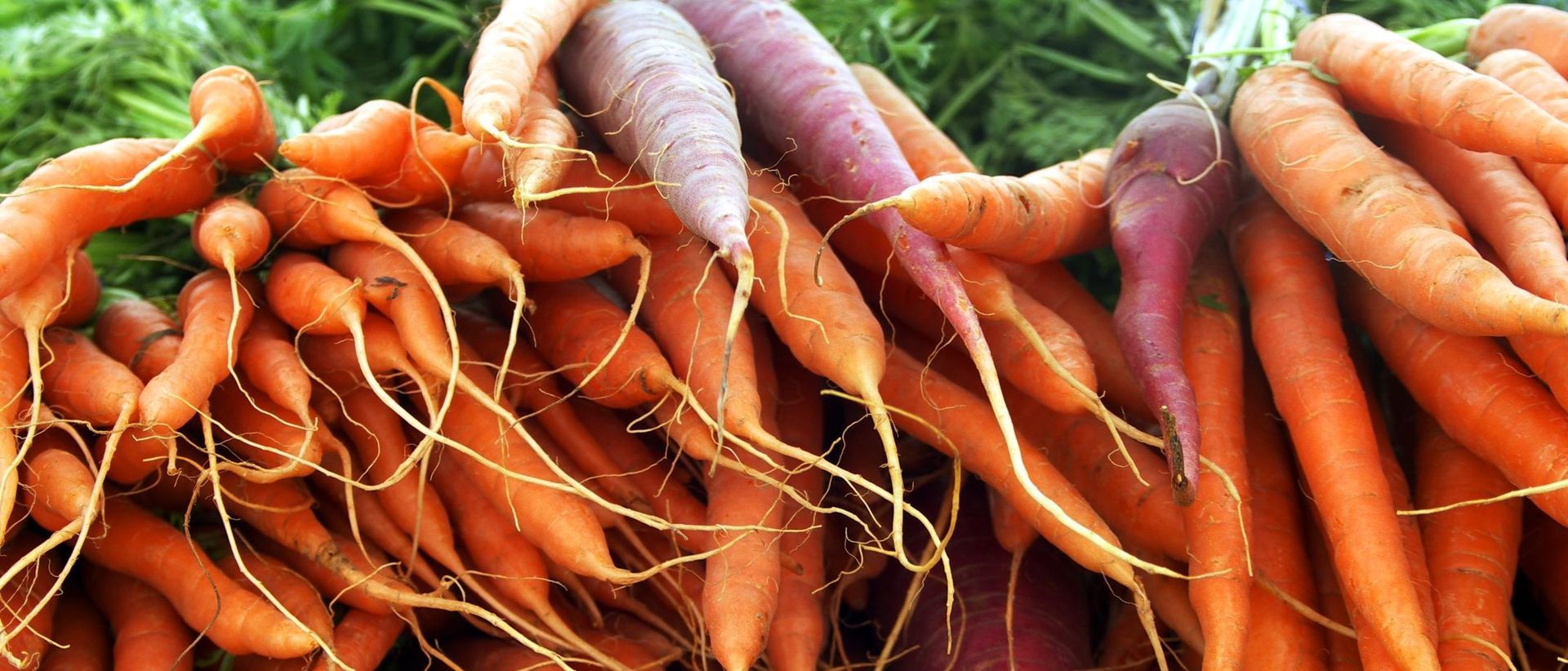 Photo of freshly harvested carrots