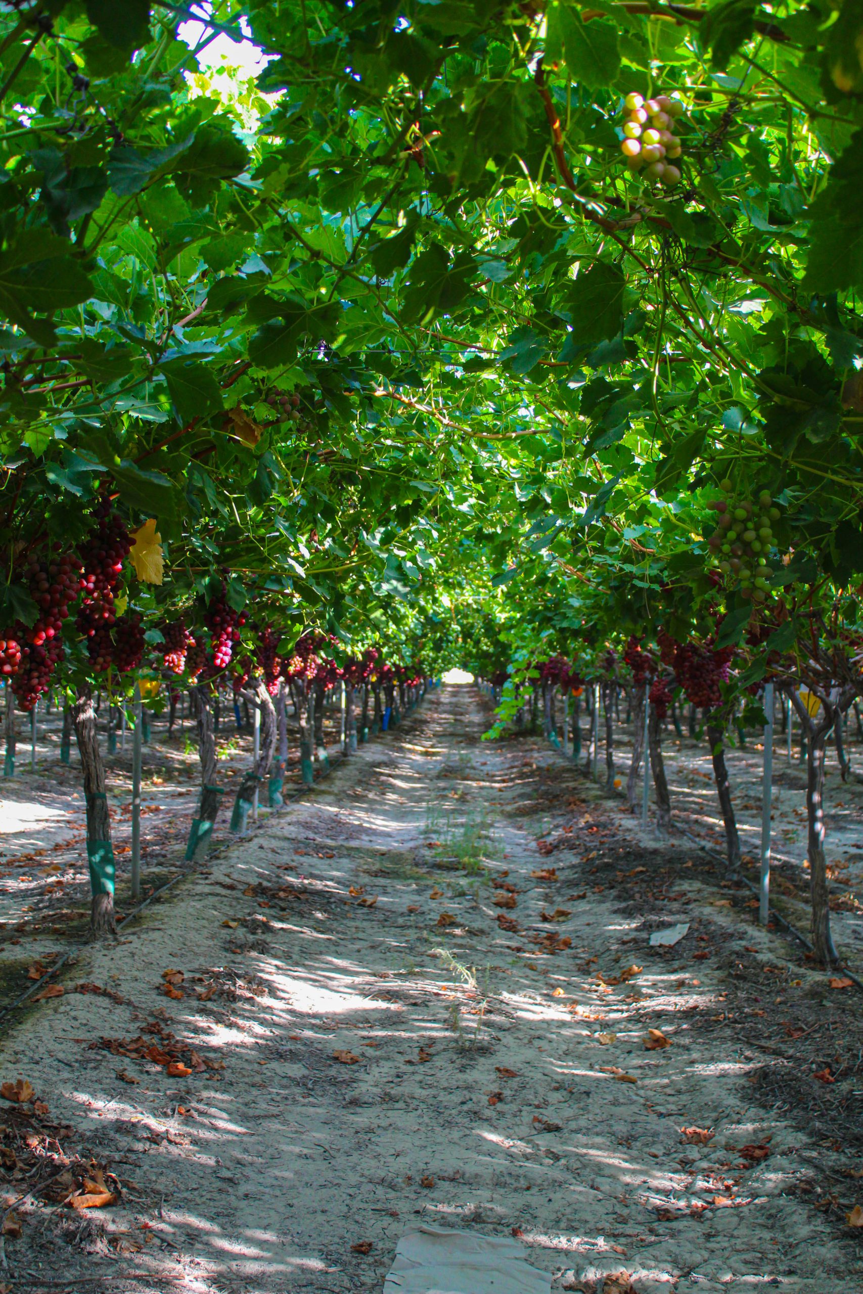 Hortofrutícola Topi S.A. - Grape production in Spain