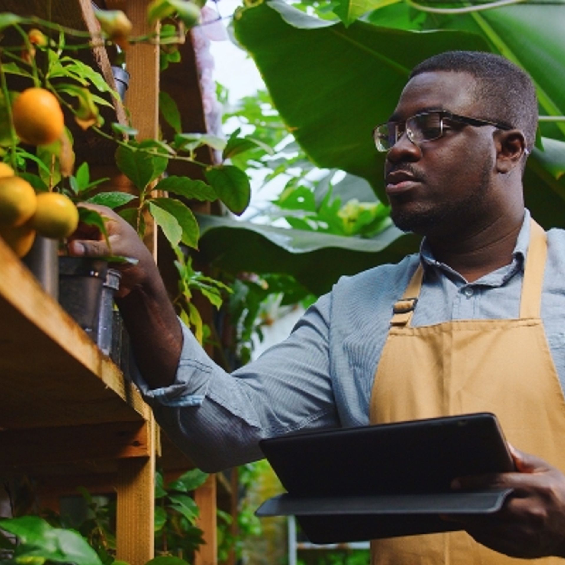 Image of a certification body auditor conducting an audit of citrus plants
