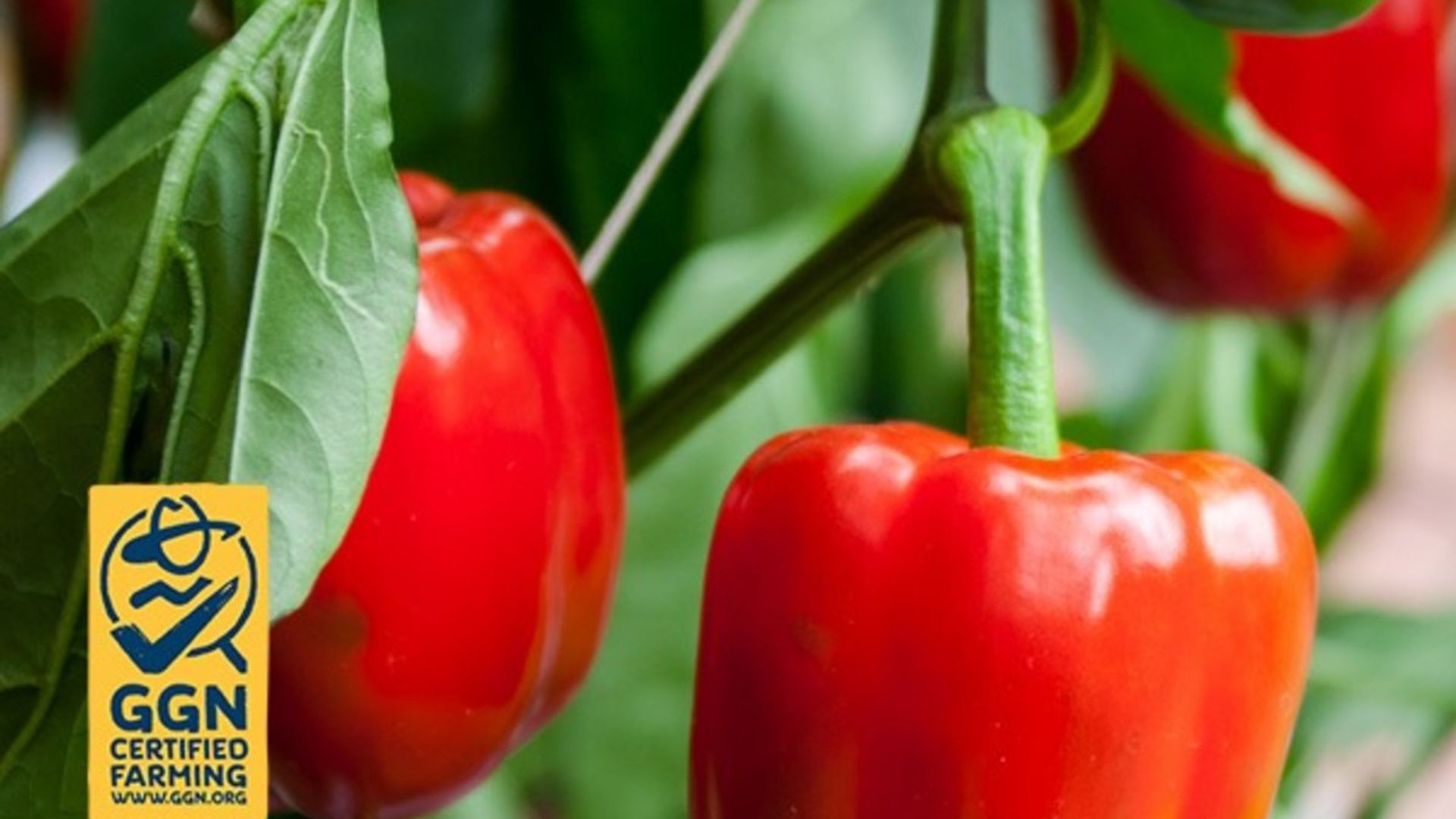 Image of red peppers with the GGN label