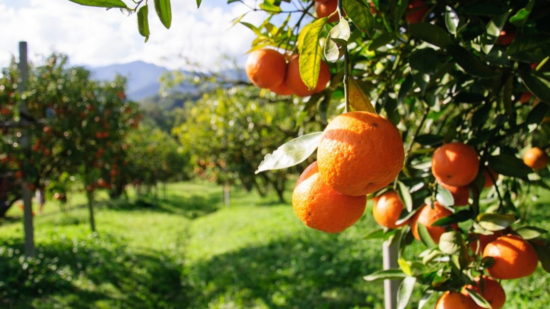 Image of oranges on a fruit farm
