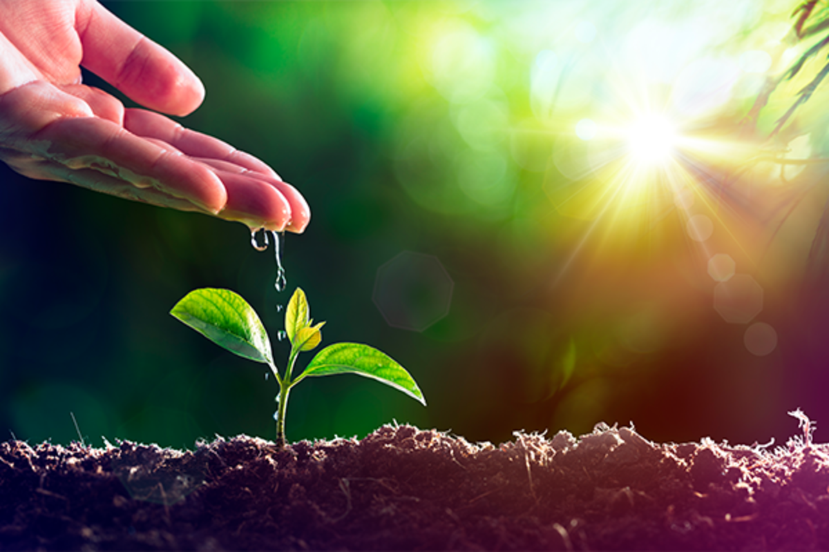 Image of a producer watering a young plant