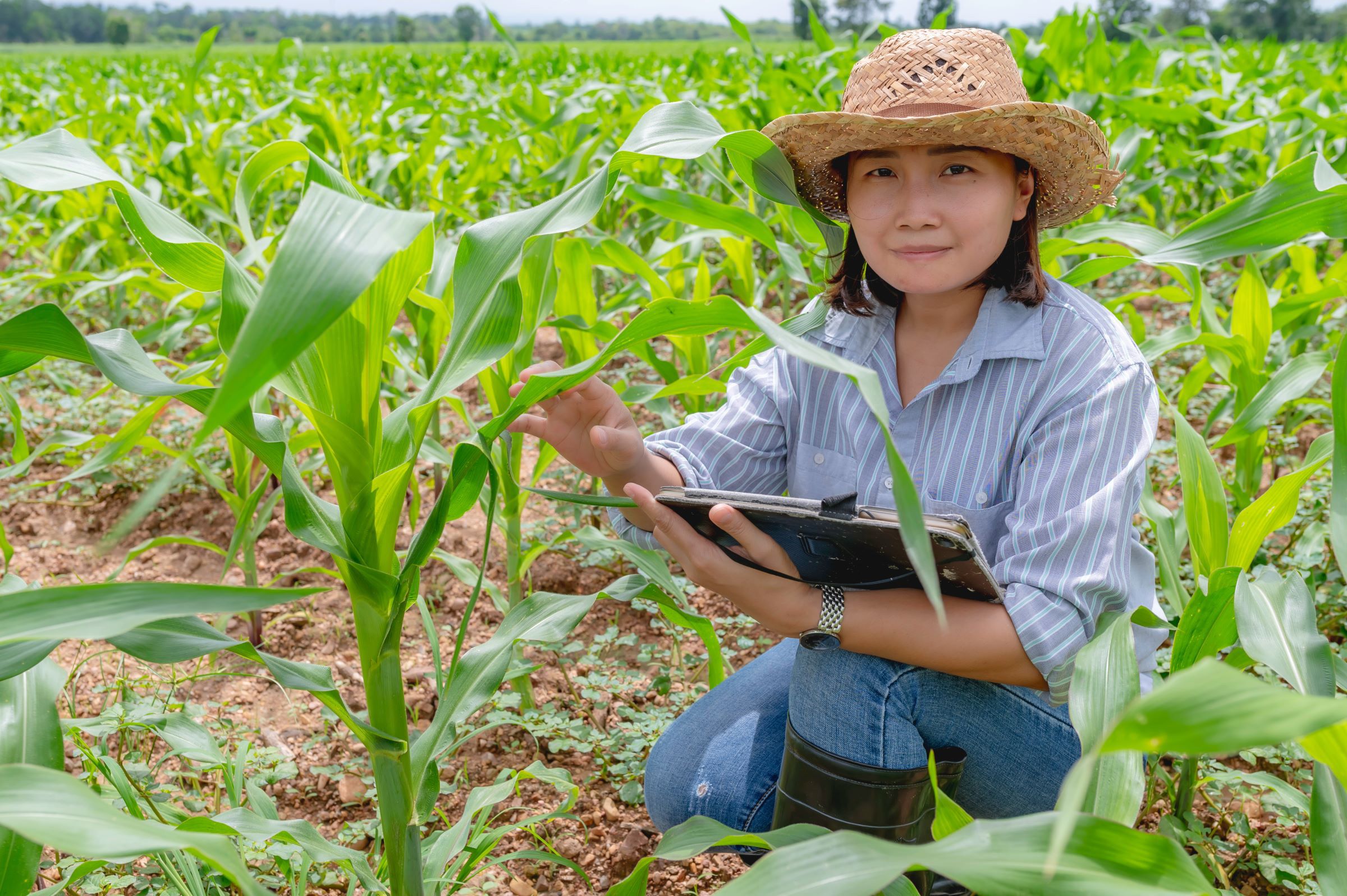 Certification body with a tablet in a corn field