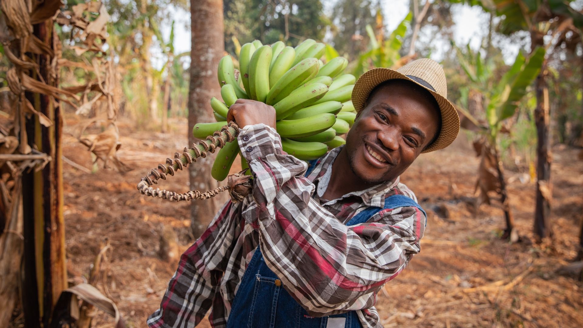 Image of a farm worker harvesting bananas