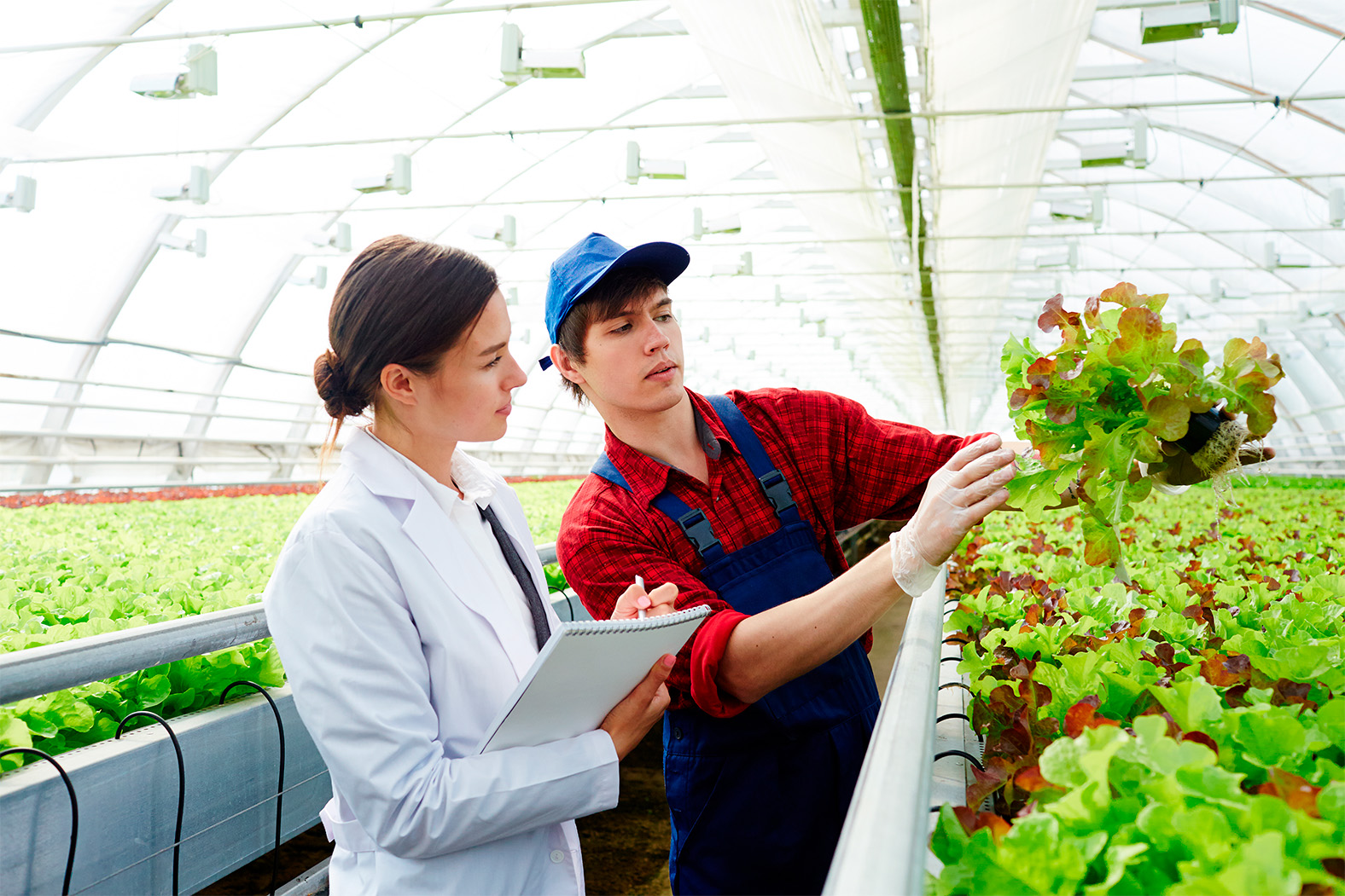 Image of a technical expert inspecting a vegetable farm