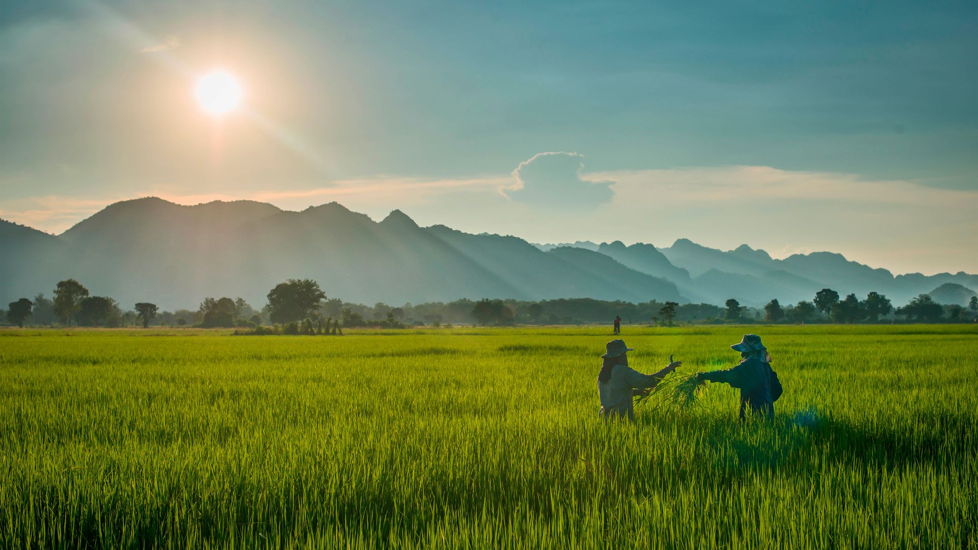 Image of two farmers harvesting crops in a field