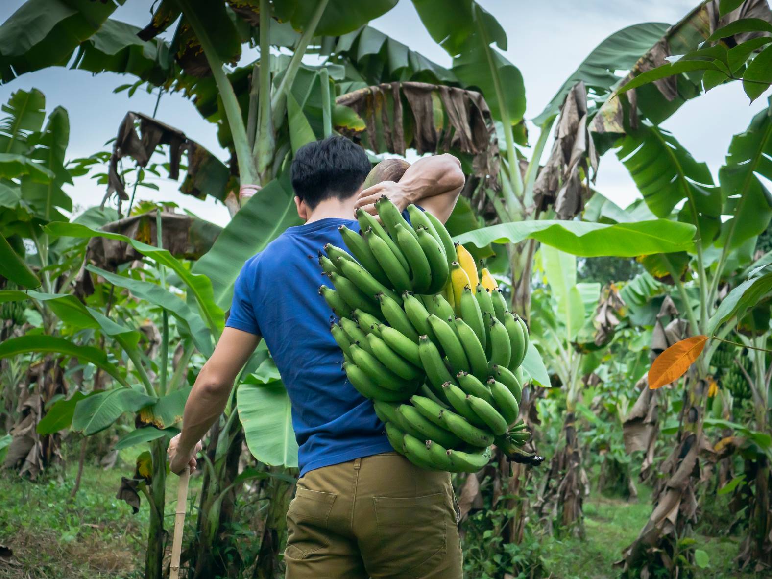 Image of farm workers on a banana plantation