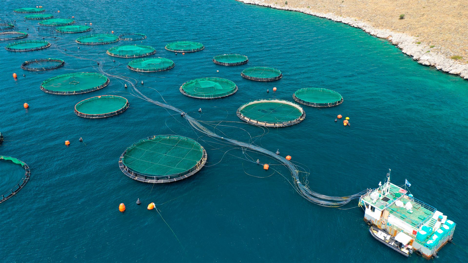 Image of nets from an aquaculture farm from above