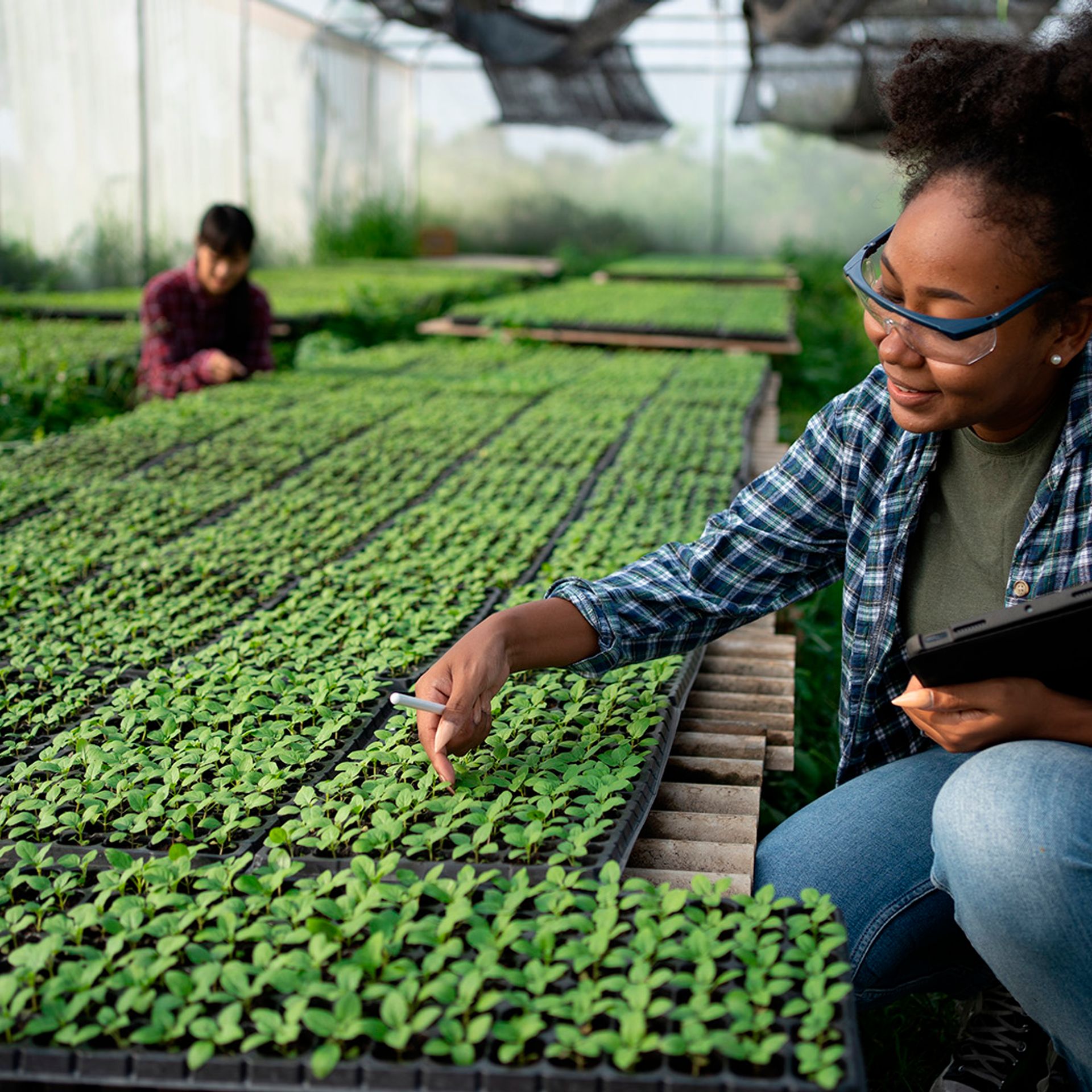 Image of a certification body auditor inspecting a plant nursery