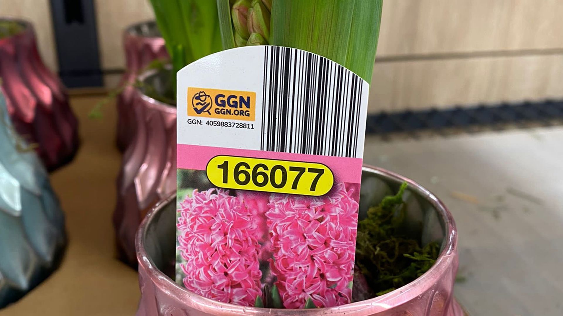 Image of a potted flower plant with the GGN label