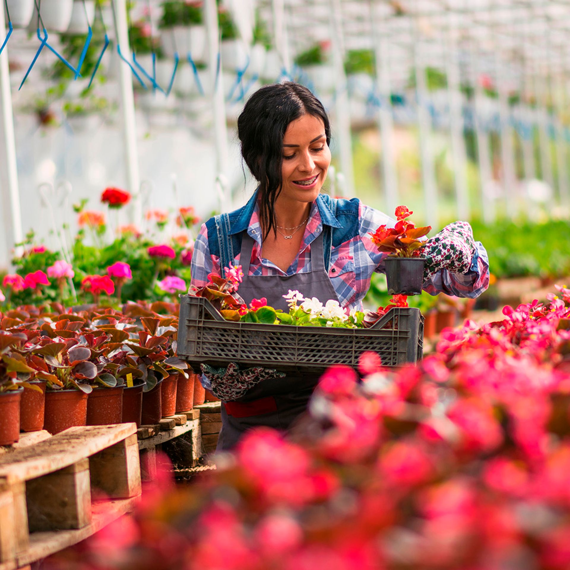 Image of a floriculture producer watering plants in a greenhouse