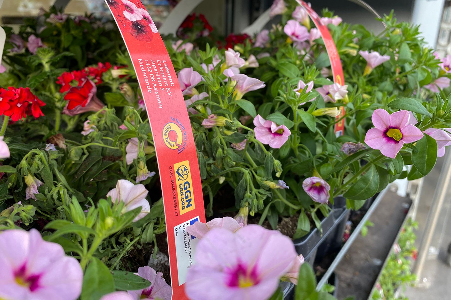 Image of flowers with the GGN label on sale at a garden center