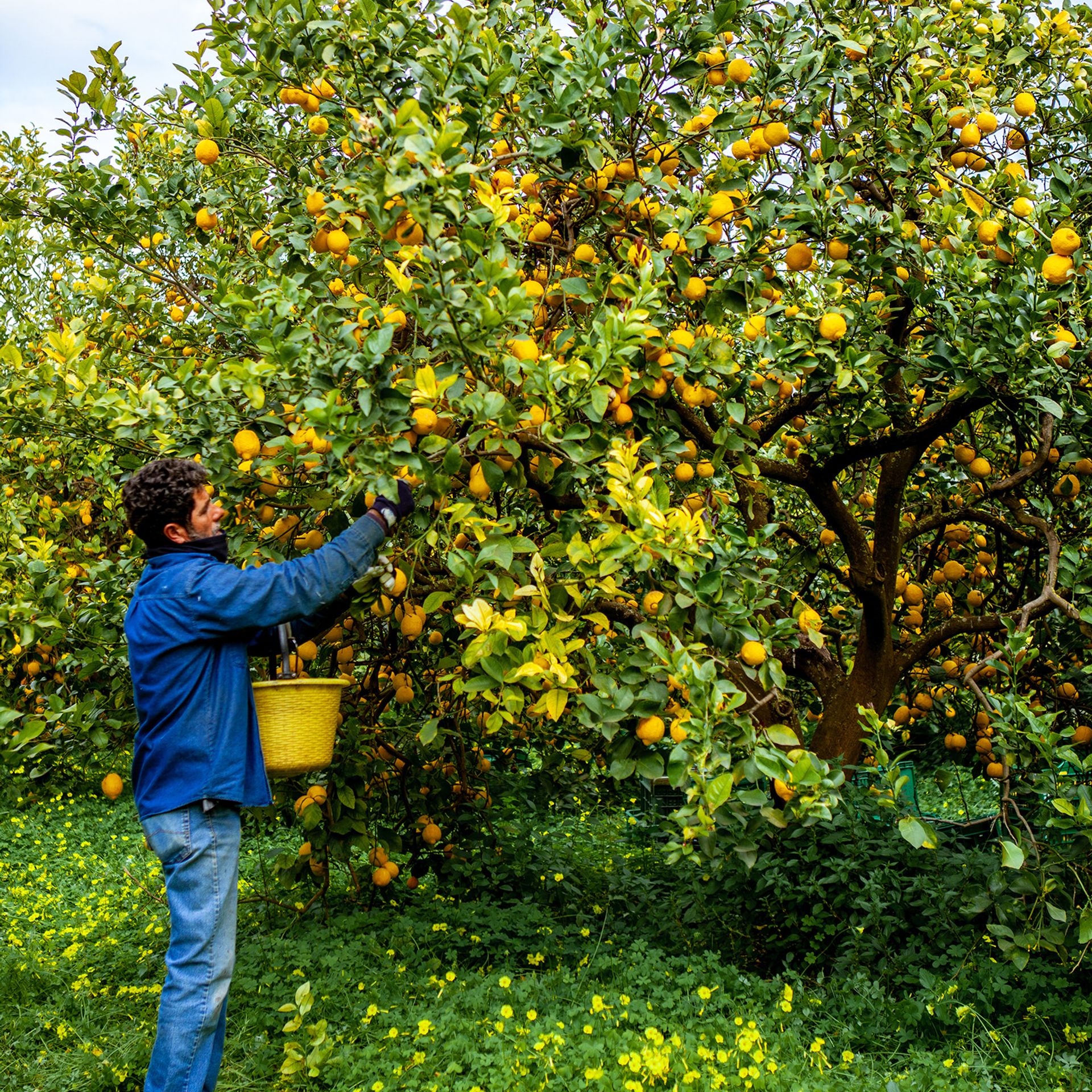 Image of a lemon farmer from Italy harvesting produce for labeling with the GGN label