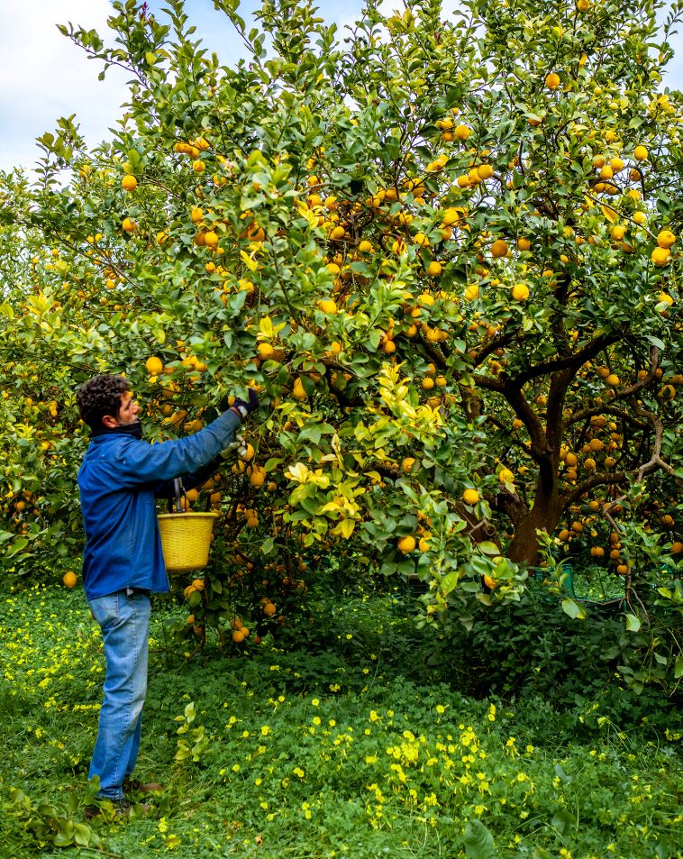 Image of a lemon farmer from Italy harvesting produce for labeling with the GGN label