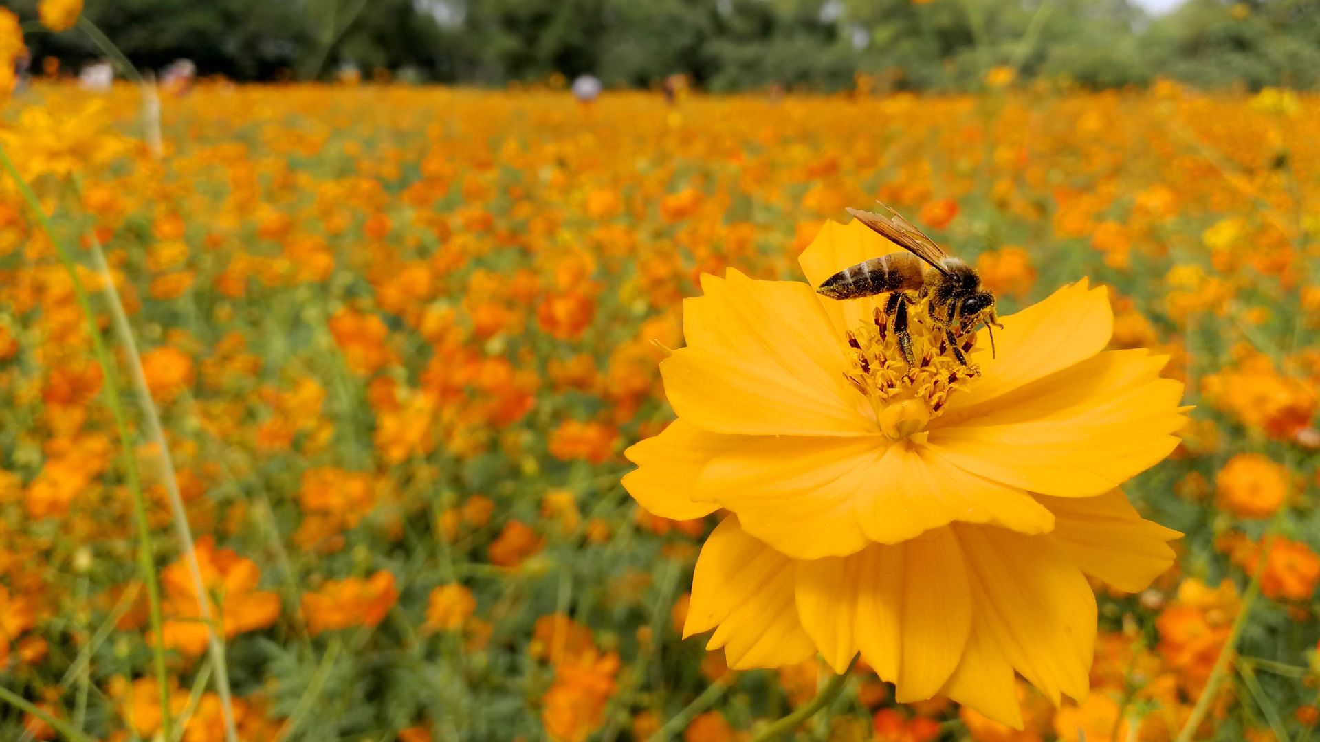 Image of a wildflower meadow with bees