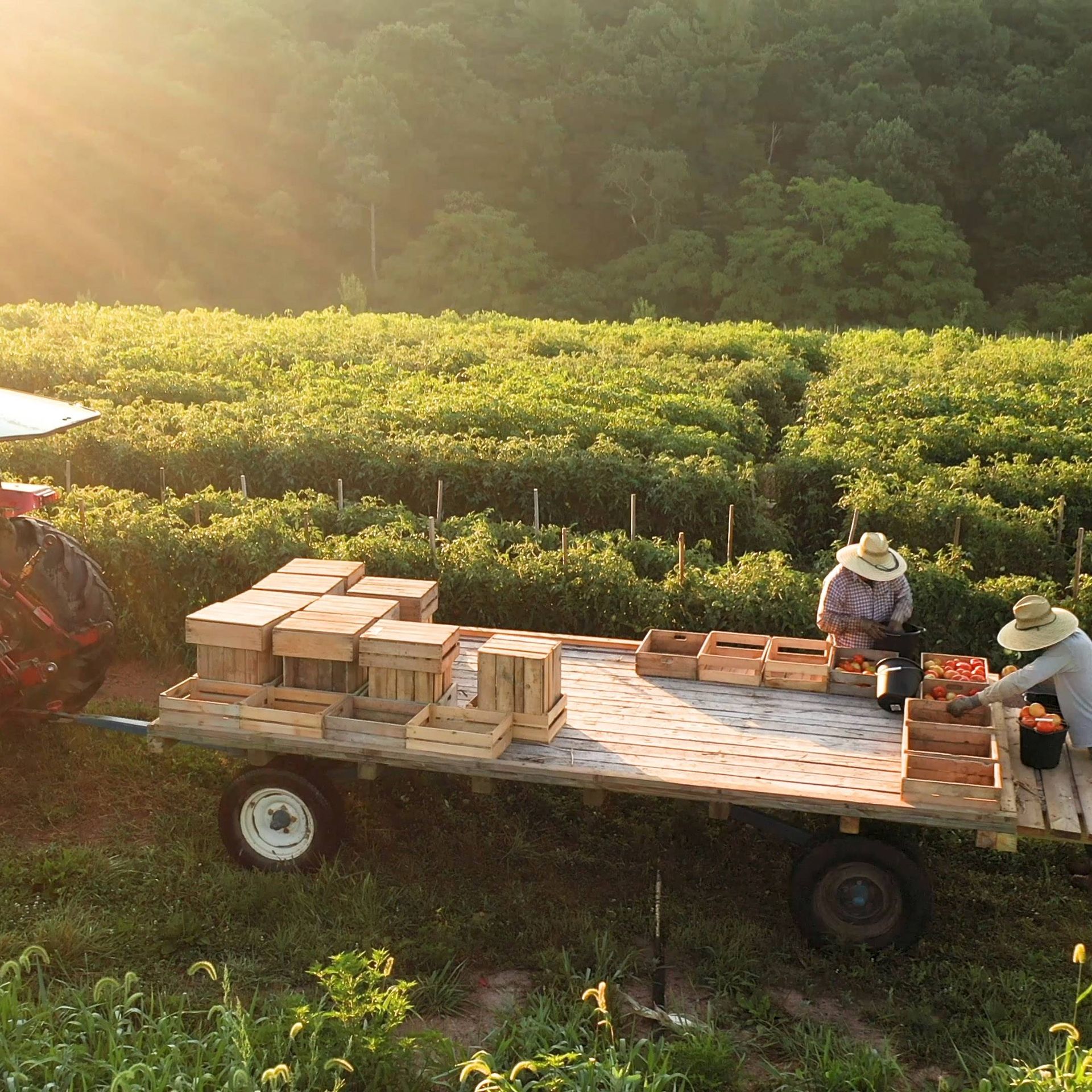 Image of two workers loading fresh produce onto a trailer after harvest