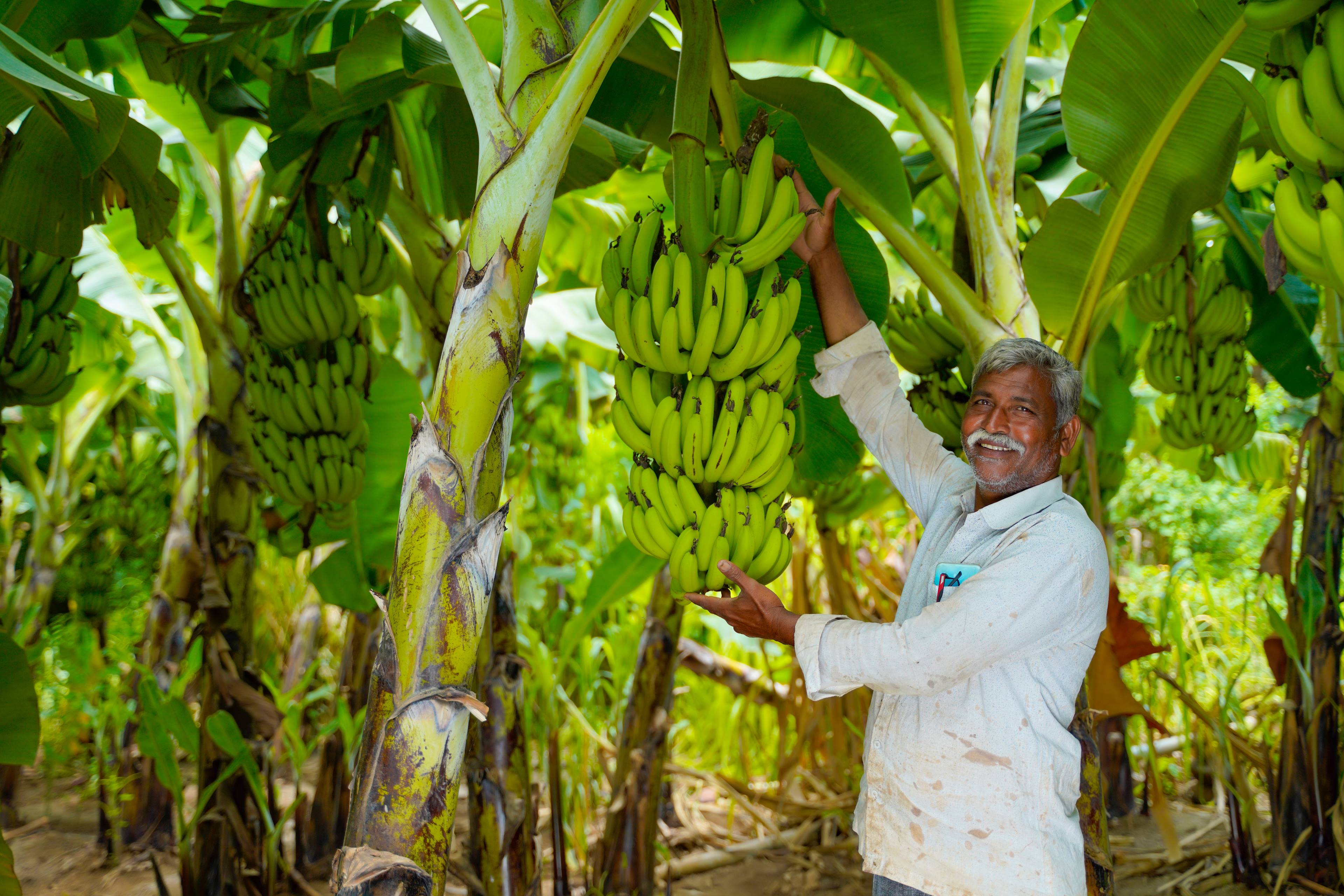 Image of a banana producer displaying produce on his farm in India